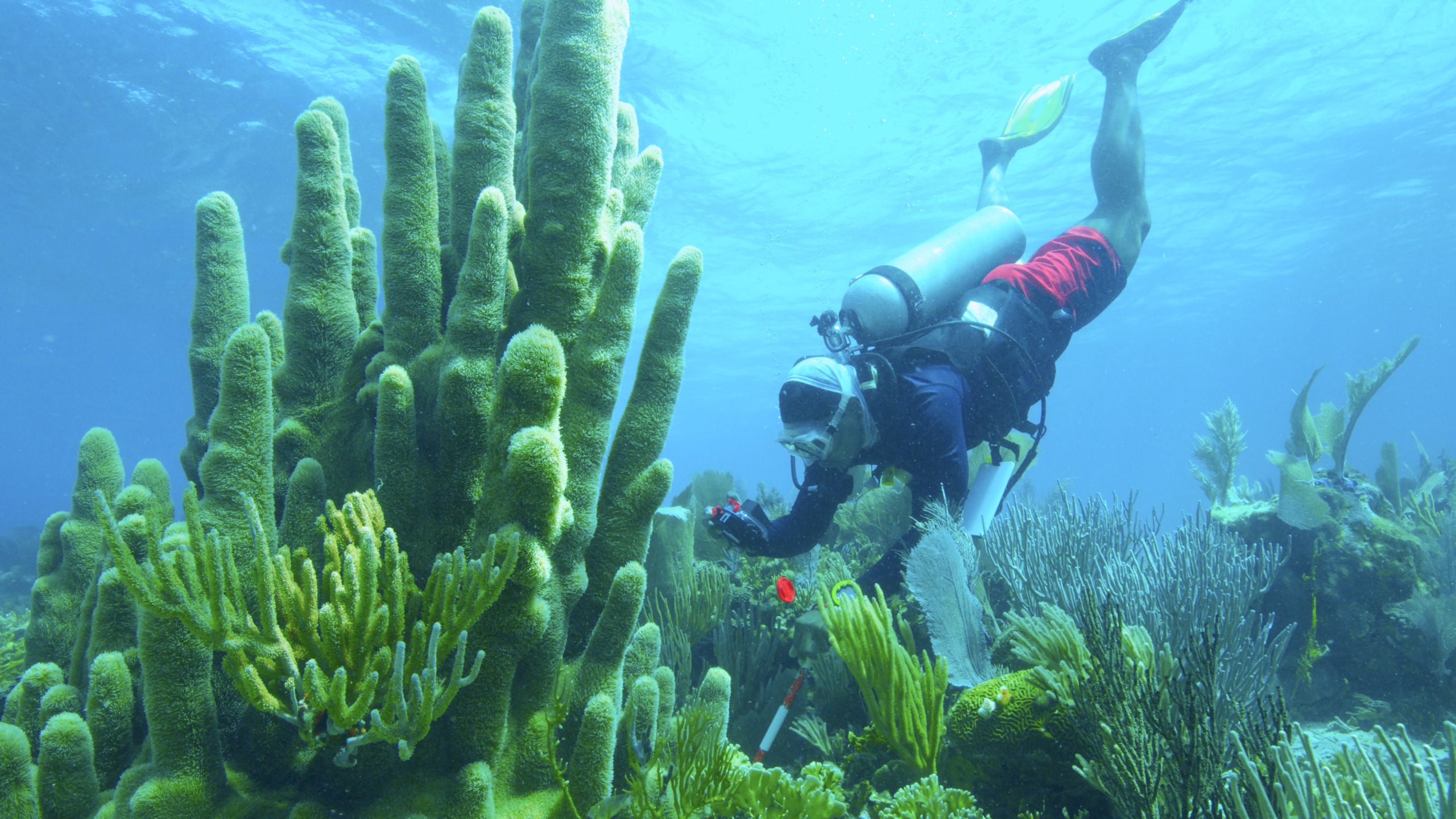 A scuba diver in red shorts and a black wetsuit explores a vibrant Caribbean coral reef. The scene is filled with various corals and clear blue water, capturing the tranquility and beauty of marine life.