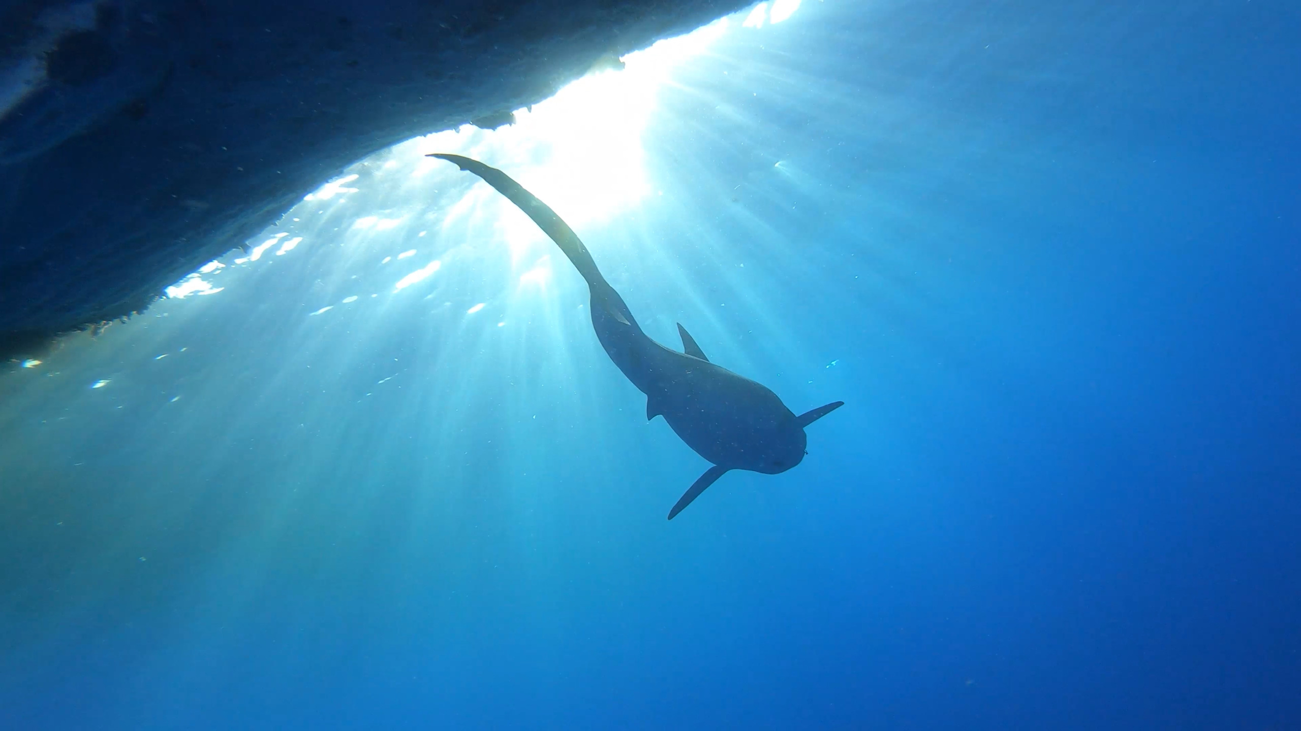 A shark, one of the majestic sharks of Hawaii, swims gracefully underwater, silhouetted against sunlight filtering through the water's surface, creating a serene and dramatic scene in the ocean's depths.