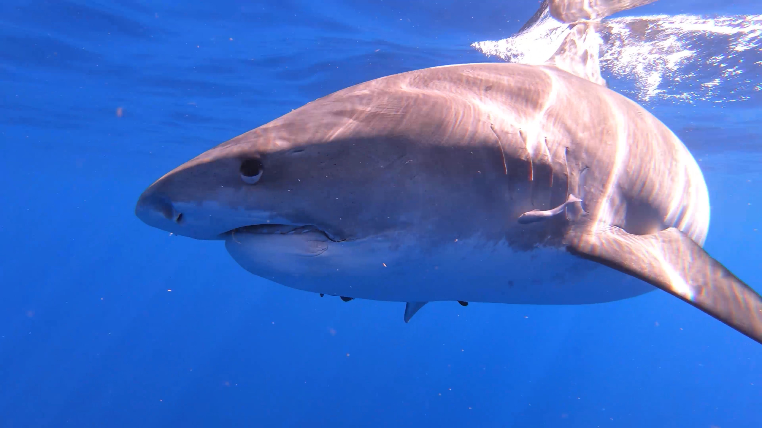 A large shark from the vibrant sharks of Hawaii swims gracefully underwater in clear blue ocean water, its body highlighted by sunlight.