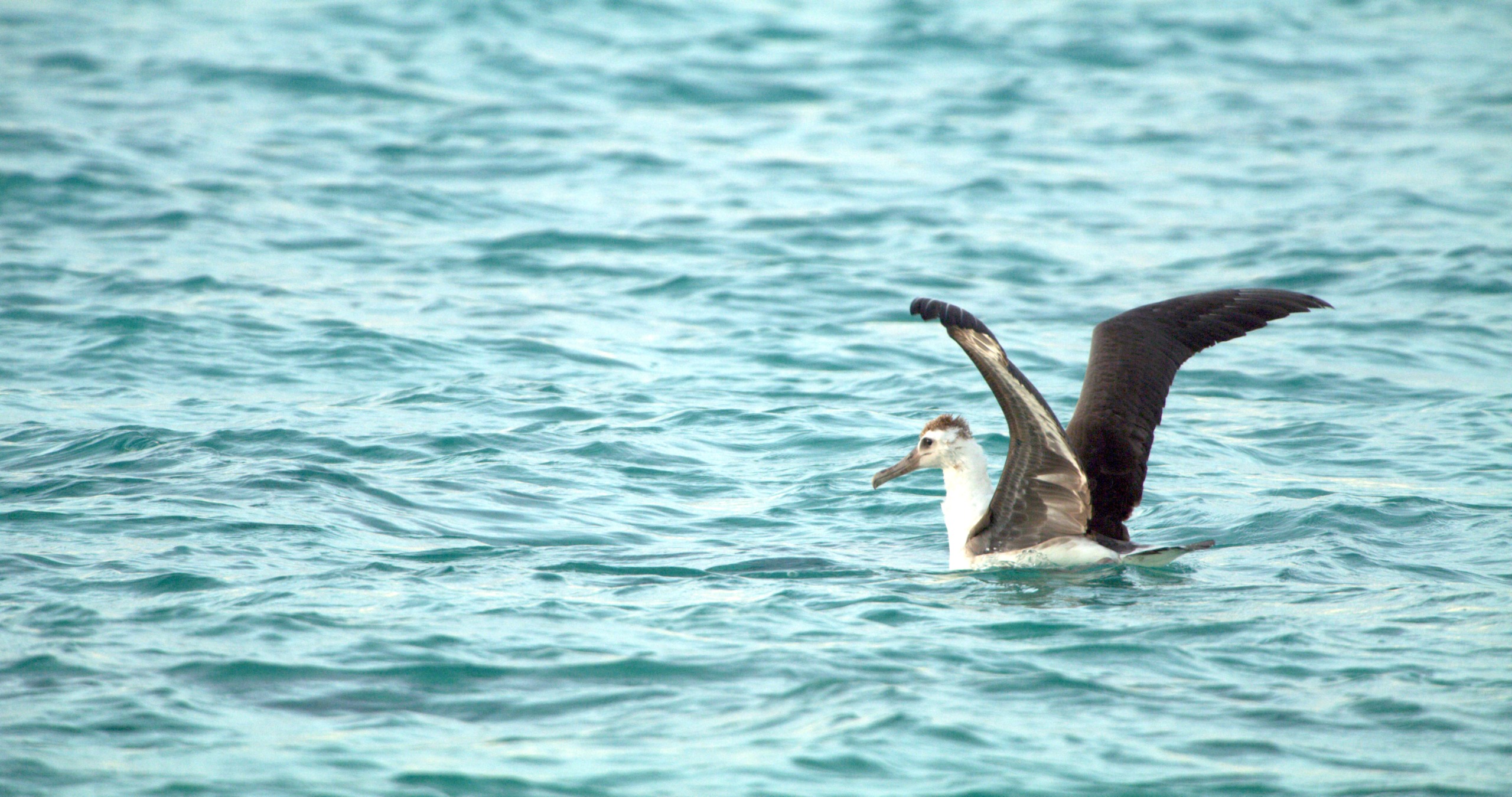 A bird with brown and white feathers is floating gracefully on the turquoise ocean, flapping its wings amidst the mysterious allure of the sharks of Hawaii.