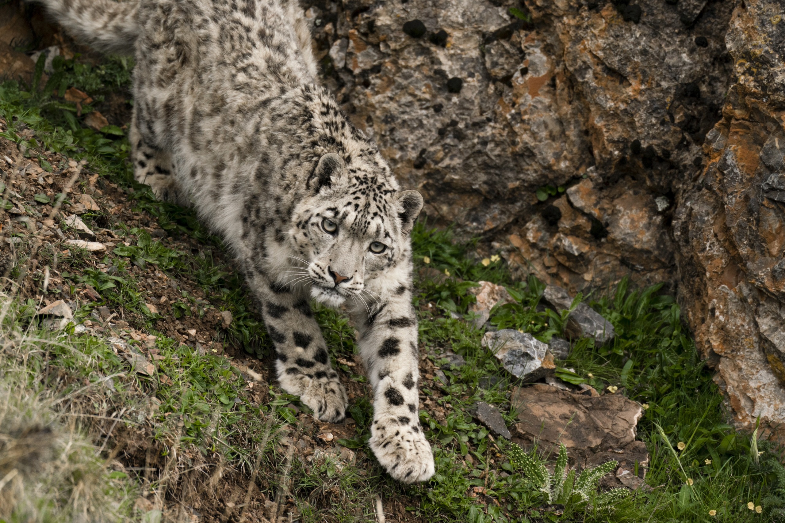 A snow leopard with a thick, spotted coat gracefully descends a rocky hillside. Snow leopards are known for their piercing blue eyes that look intently forward as powerful limbs adeptly navigate the uneven terrain, surrounded by patches of green grass and scattered rocks.