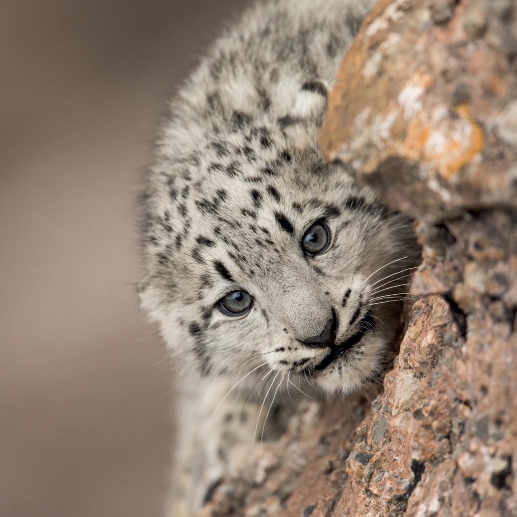 A young snow leopard with spotted fur peers around a rocky ledge, its piercing blue eyes filled with curiosity. The background is blurred, highlighting the textures of the rocks and the majestic allure typical of snow leopards.