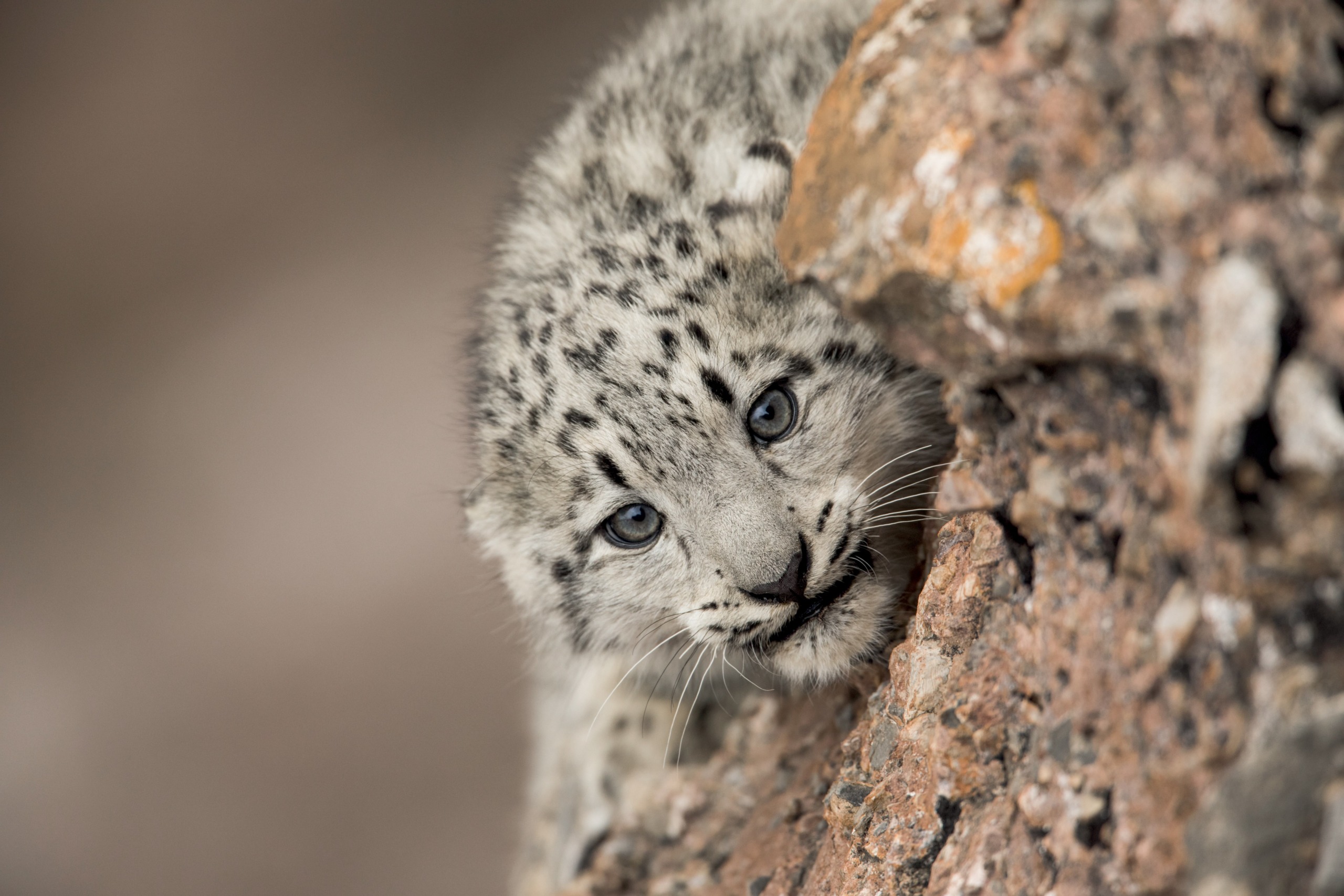 A young snow leopard with spotted fur peers around a rocky ledge, its piercing blue eyes filled with curiosity. The background is blurred, highlighting the textures of the rocks and the majestic allure typical of snow leopards.