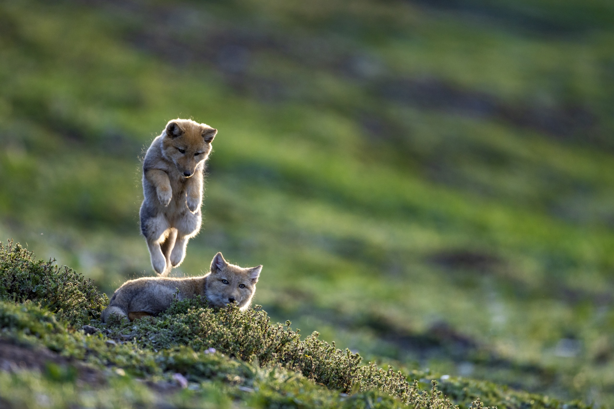 Two wolf pups frolic in a grassy field akin to playful snow leopards. One jumps energetically over the other, which lies amidst small green shrubs. The blurred background of lush greenery suggests a bright, sunny day.