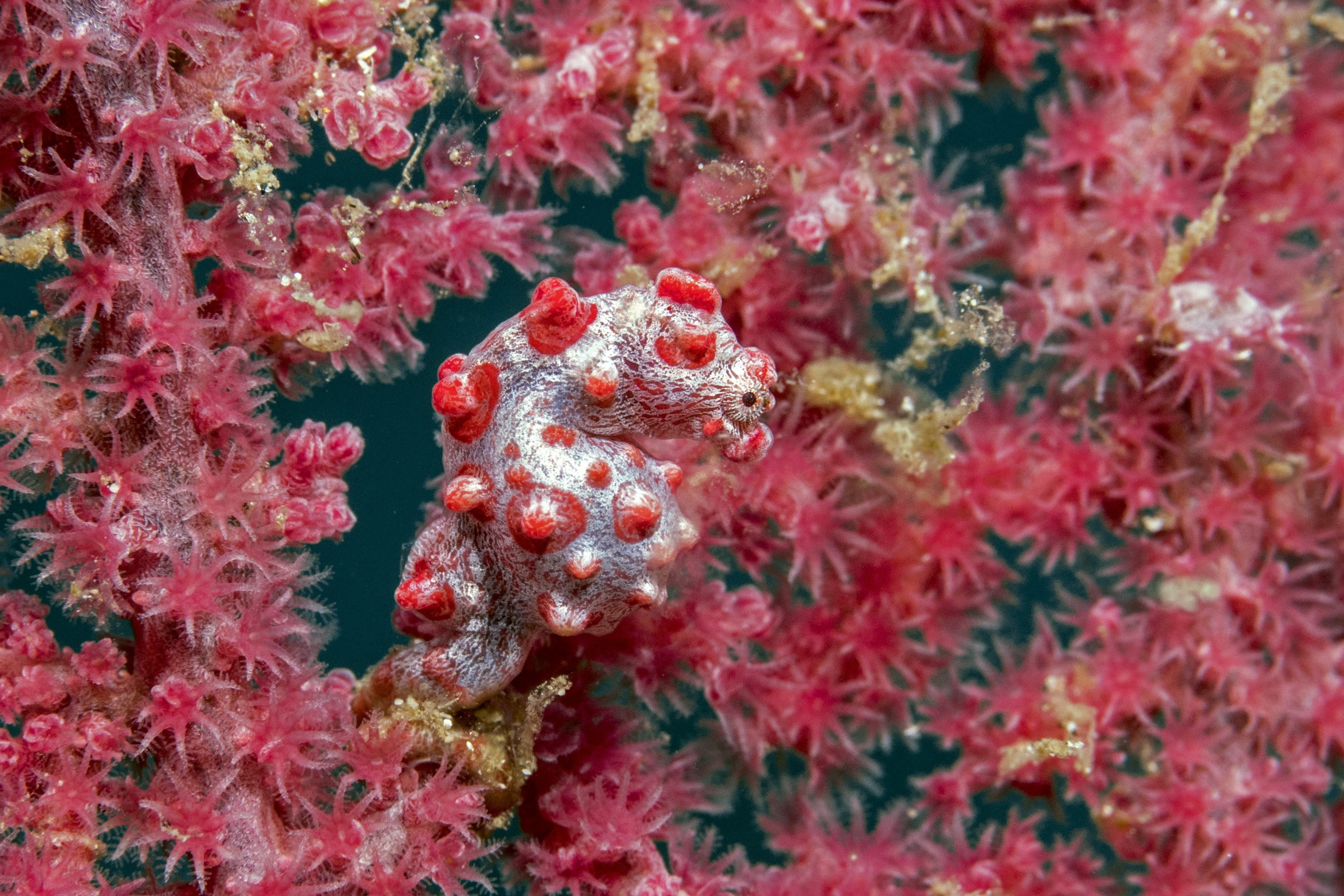 A tiny pygmy seahorse, camouflaged with the red and pink coral it resides in, clings to a branch underwater in the vast ocean. Its bumpy skin closely matches the texture and color of the surrounding coral polyps, blending in seamlessly.