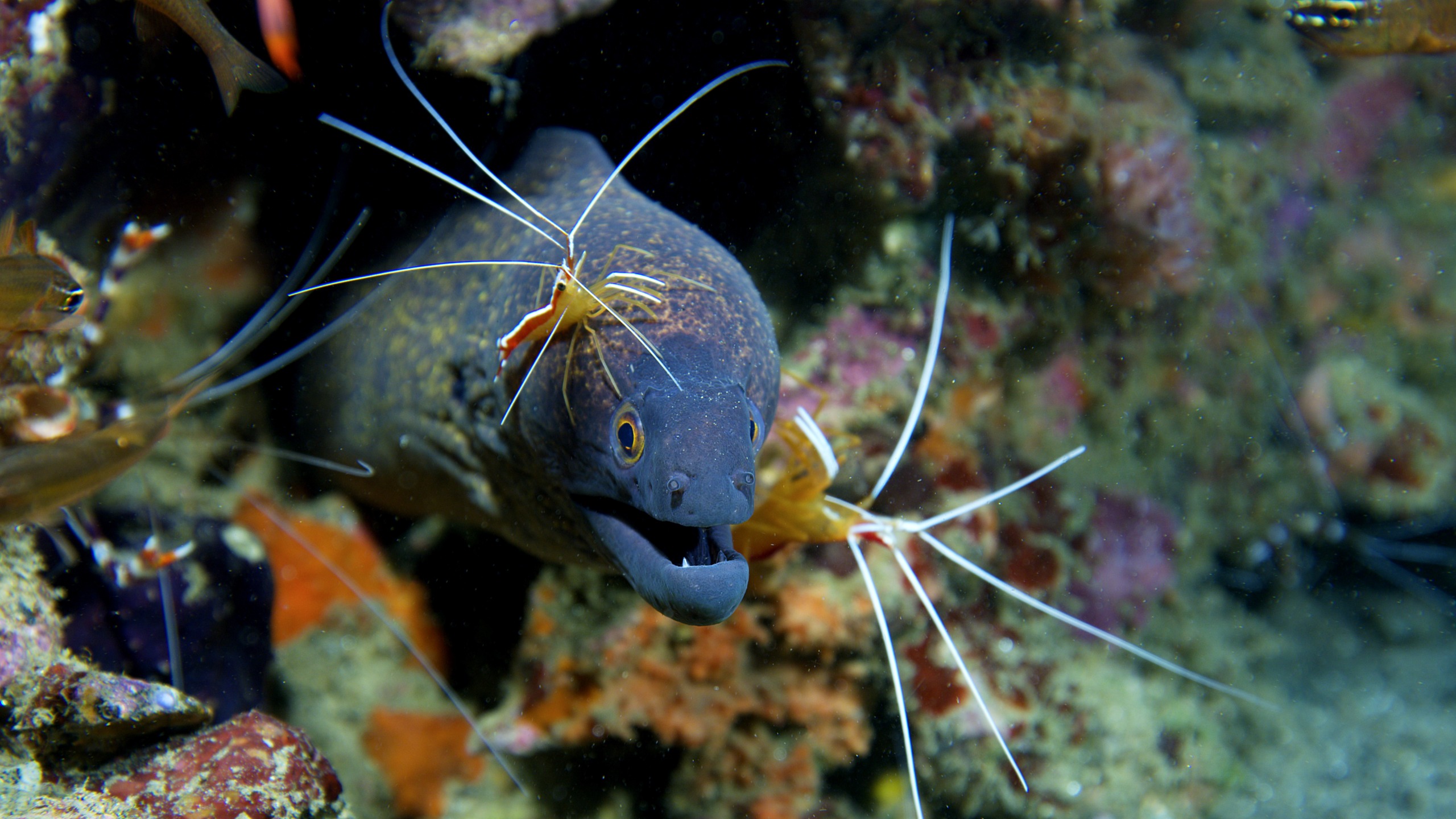 A moray eel peeks out from a coral crevice in the ocean, surrounded by several cleaner shrimp with long white antennae. The vibrant coral reef background showcases a variety of colors and textures.