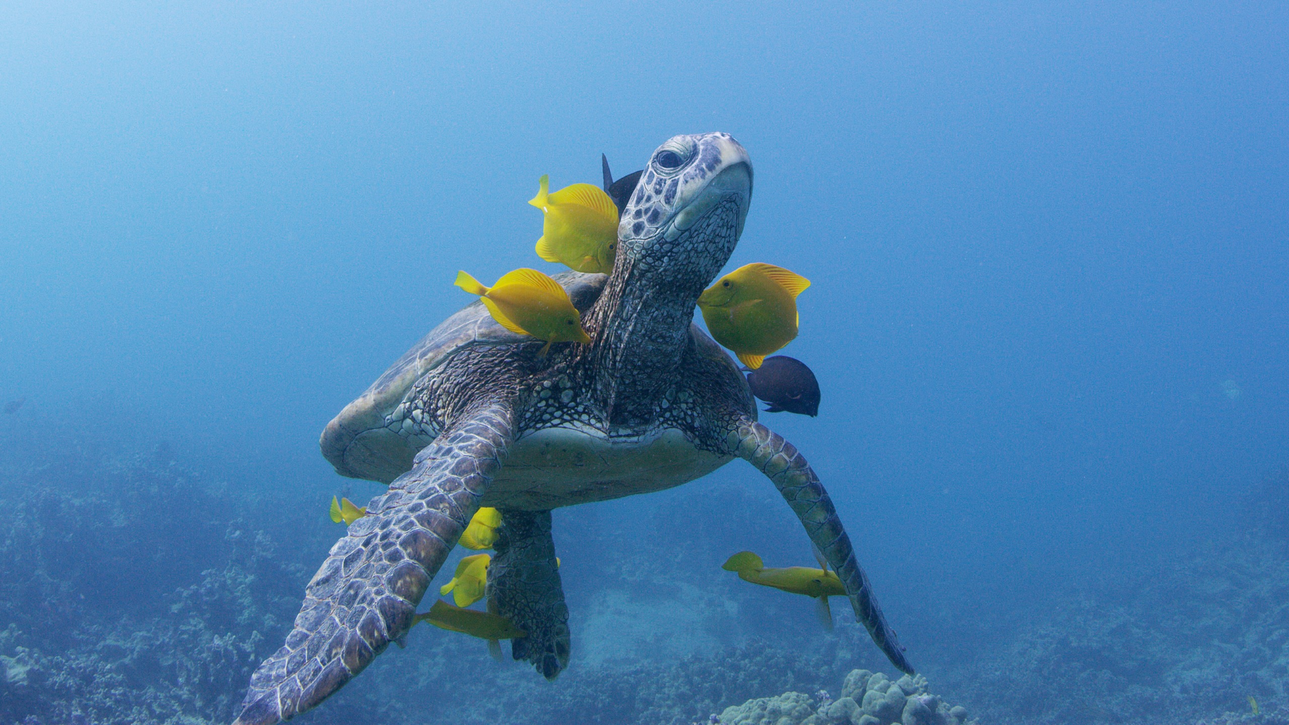 A sea turtle gracefully swims through the ocean, surrounded by several yellow fish against a vibrant blue background. The turtle's shell and details of the fish are clearly visible, with coral subtly enhancing the distant seascape.