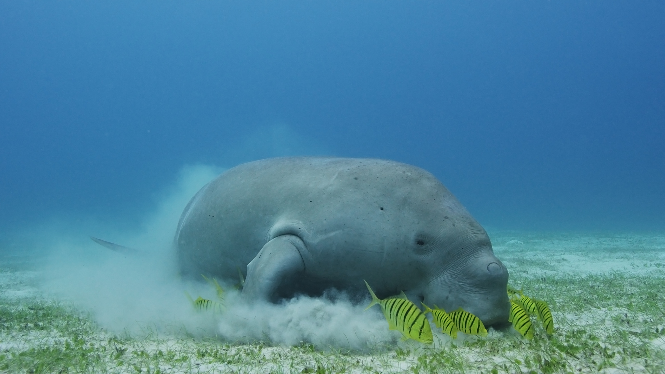 A dugong gracefully grazes on sea grass beneath the ocean's surface, creating a small cloud of sand. The scene is calm with clear blue water in the background. Yellow-striped fish swim nearby, adding a splash of color to the serene aquatic environment.