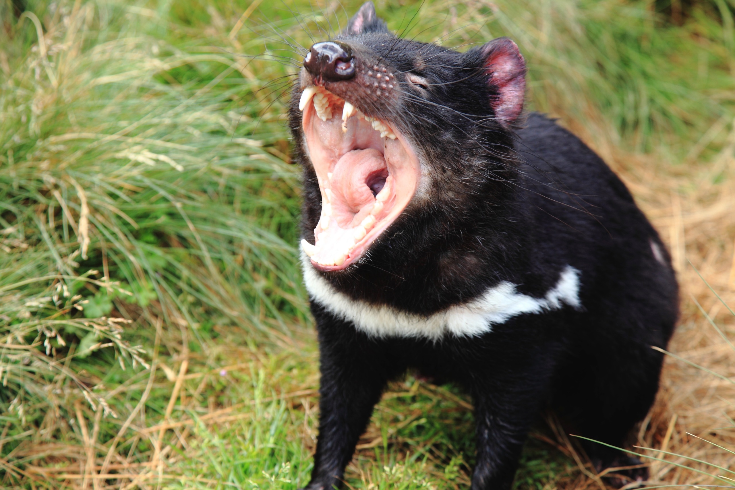 A Tasmanian devil with its mouth wide open, baring sharp teeth, showcases the wild spirit of Tasmania. Its black fur contrasts with the white patches on its chest as it stands among green grass, appearing fierce and animated.