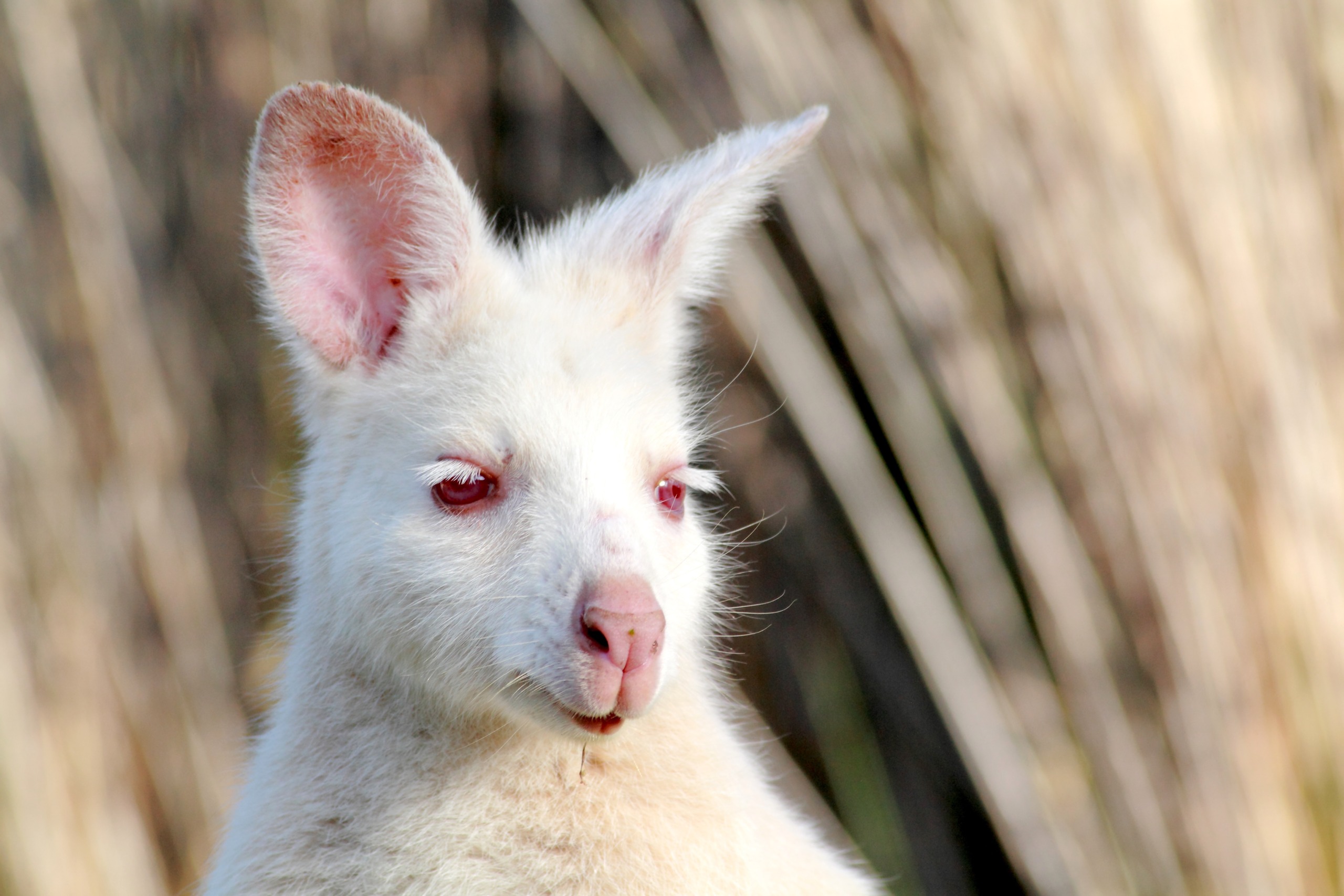 Close-up of a white kangaroo with pink ears and nose, looking to the side. The background is a blurred mix of browns and greens, reminiscent of Tasmania's natural landscapes.