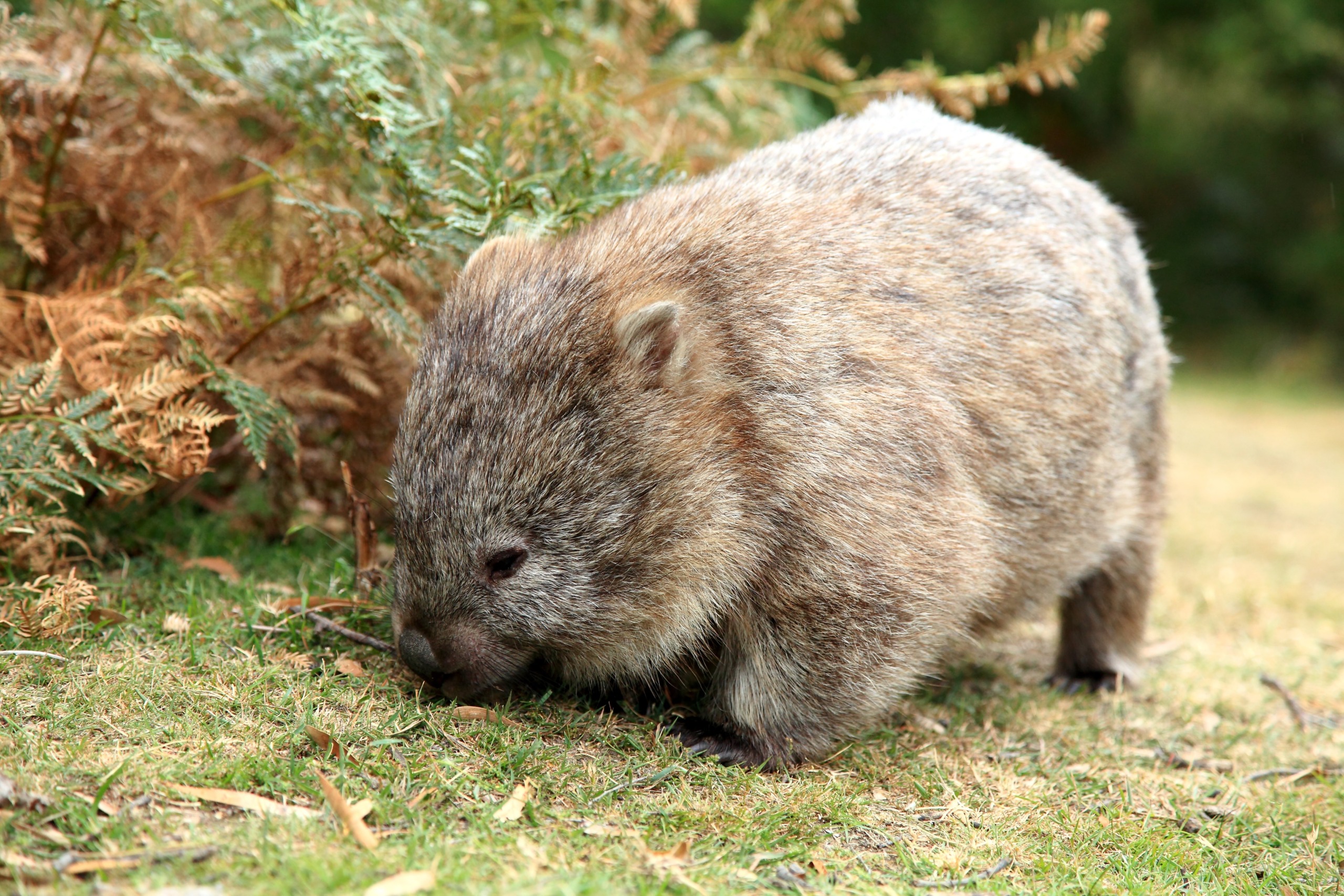 A wombat with thick brown fur is strolling on grassy ground in Tasmania. Ferns and greenery fill the background, creating a natural setting.