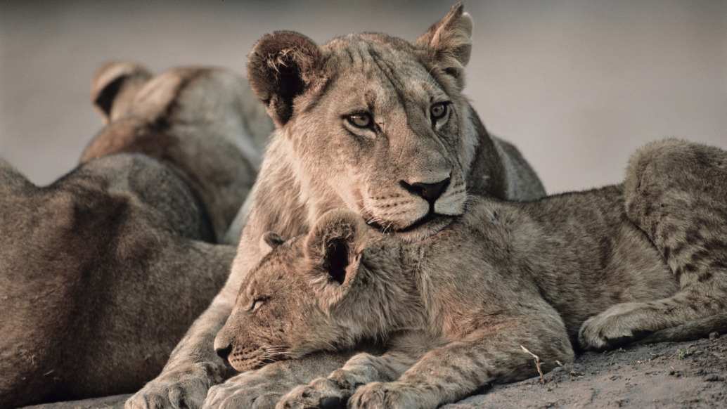 A pride of big cats rests on the ground. An adult lioness is cuddling with a cub in their small world, while another lion lies nearby. The scene depicts a peaceful moment in a natural setting.