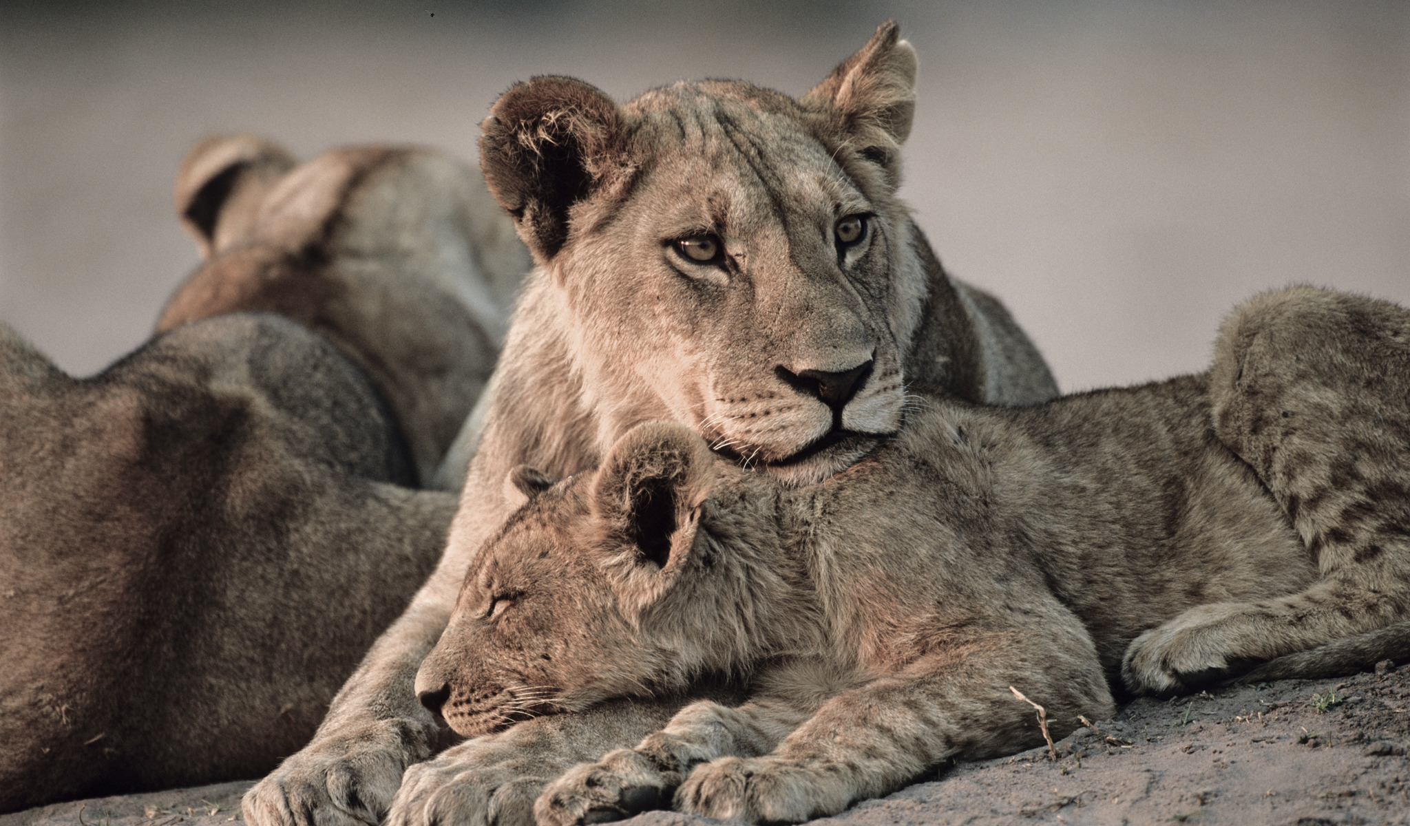 A pride of big cats rests on the ground. An adult lioness is cuddling with a cub in their small world, while another lion lies nearby. The scene depicts a peaceful moment in a natural setting.