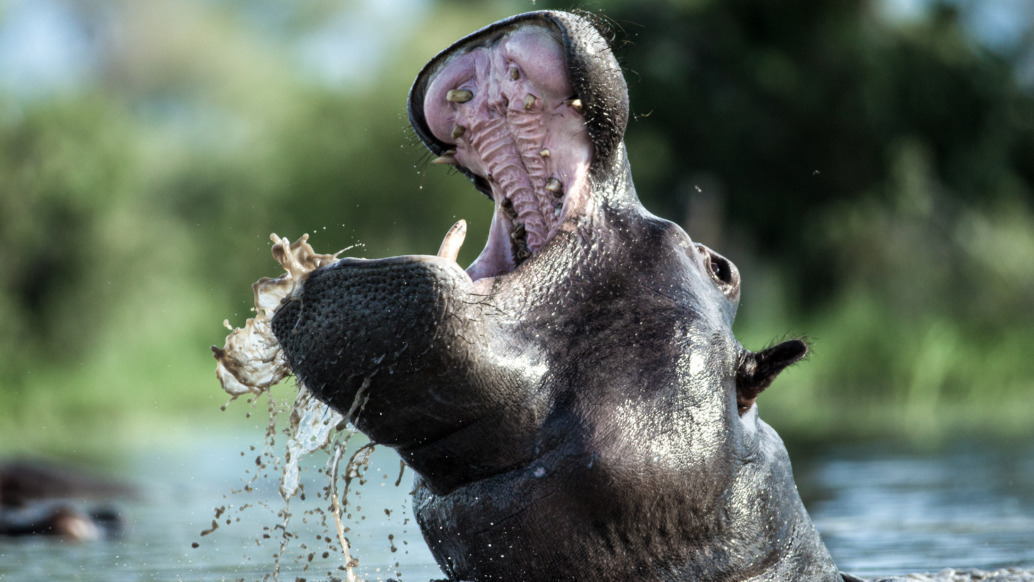 A hippo, like an Emmy contender commanding attention, rises above the water with its mouth wide open, displaying its large teeth. Water splashes around as it emerges against a backdrop of blurred greenery, reminiscent of TMFS nominations making a splash in the world of entertainment.