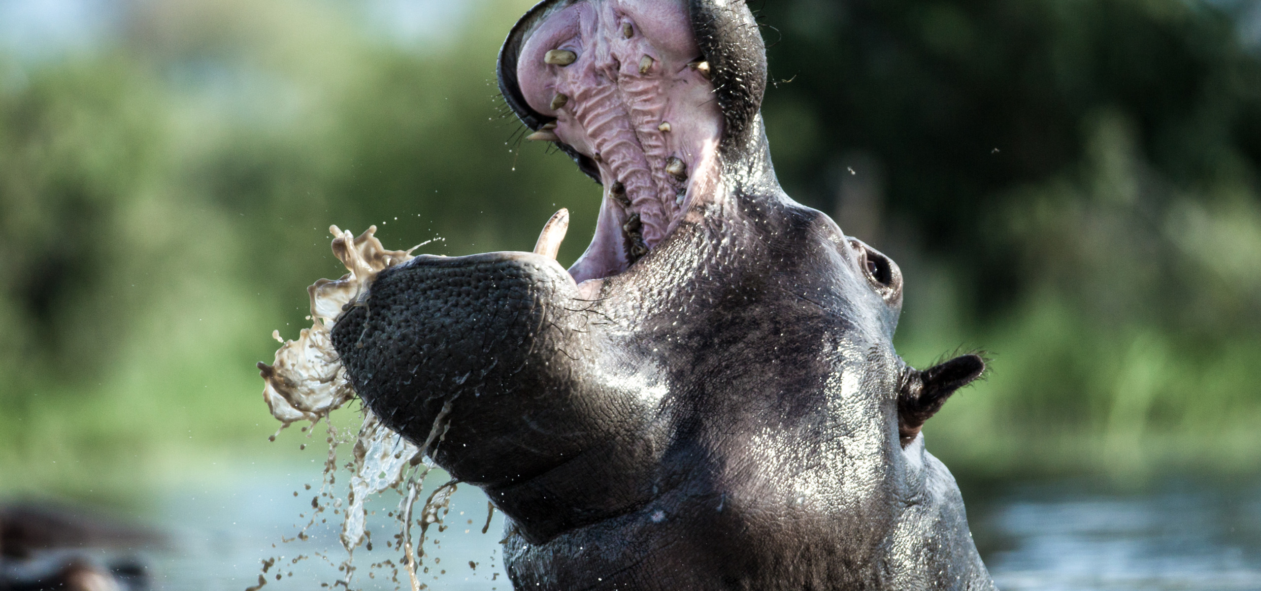 A hippo, like an Emmy contender commanding attention, rises above the water with its mouth wide open, displaying its large teeth. Water splashes around as it emerges against a backdrop of blurred greenery, reminiscent of TMFS nominations making a splash in the world of entertainment.