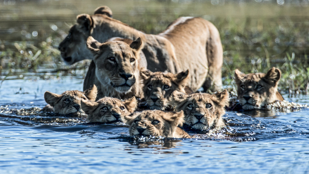 A group of lions, including an adult and several cubs, is swimming in a body of water. The cubs' heads peek above the surface while the adult lion stands partially submerged. This breathtaking scene could earn a spot among the 2019 nominations for the Jackson Wild Media Awards.