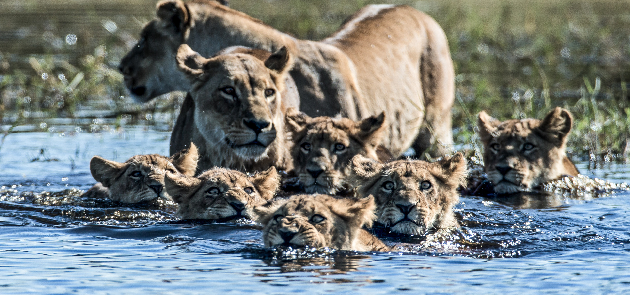 A group of lions, including an adult and several cubs, is swimming in a body of water. The cubs' heads peek above the surface while the adult lion stands partially submerged. This breathtaking scene could earn a spot among the 2019 nominations for the Jackson Wild Media Awards.