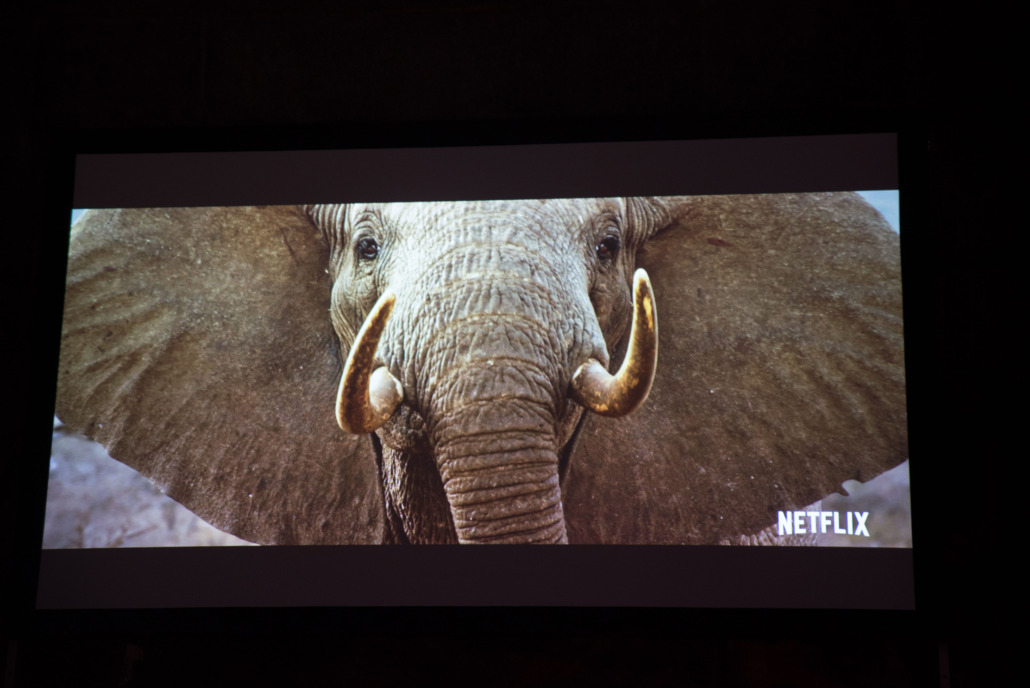 ‘The Ivory Game’ on the big screenat the Tusk Wildlife Gala 2017 in NYC © Tusk Wildlife Gala 2017