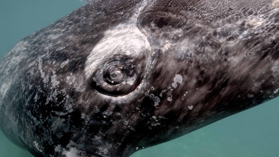 This captivating close-up of a gray whale's head, showcased in the 2021 Jackson Wild Media Awards, reveals the intricate textures and patterns of its skin. The underwater image beautifully captures the details and coloration of this majestic creature's surface.