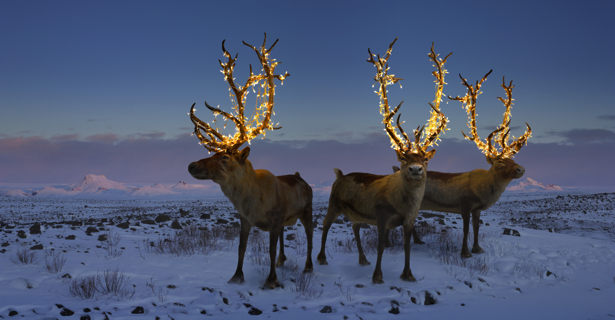 Three reindeer stand in a snowy landscape at dusk, each with antlers adorned with sparkling lights. Snow-covered plains and distant mountains create a breathtaking holiday scene under a deep blue sky, blending the magic of nature with the spirit of Christmas.