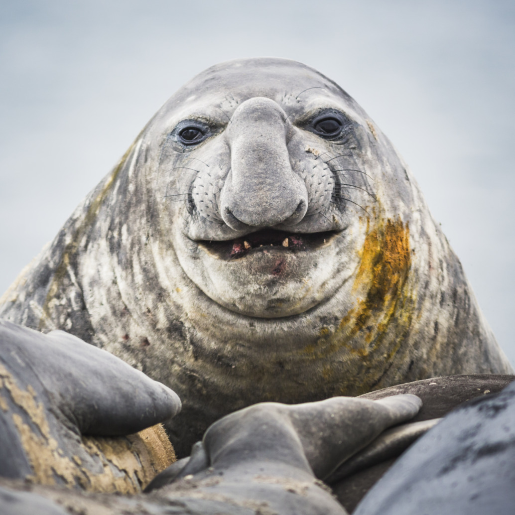 A close-up of a large elephant seal with a prominent trunk-like nose, its gray, textured skin featuring patches of yellow. The seal lies amidst others on the windy beach, as if sharing whispers of a riddle in the wind, while the soft, out-of-focus gray background murmurs secrets untold.