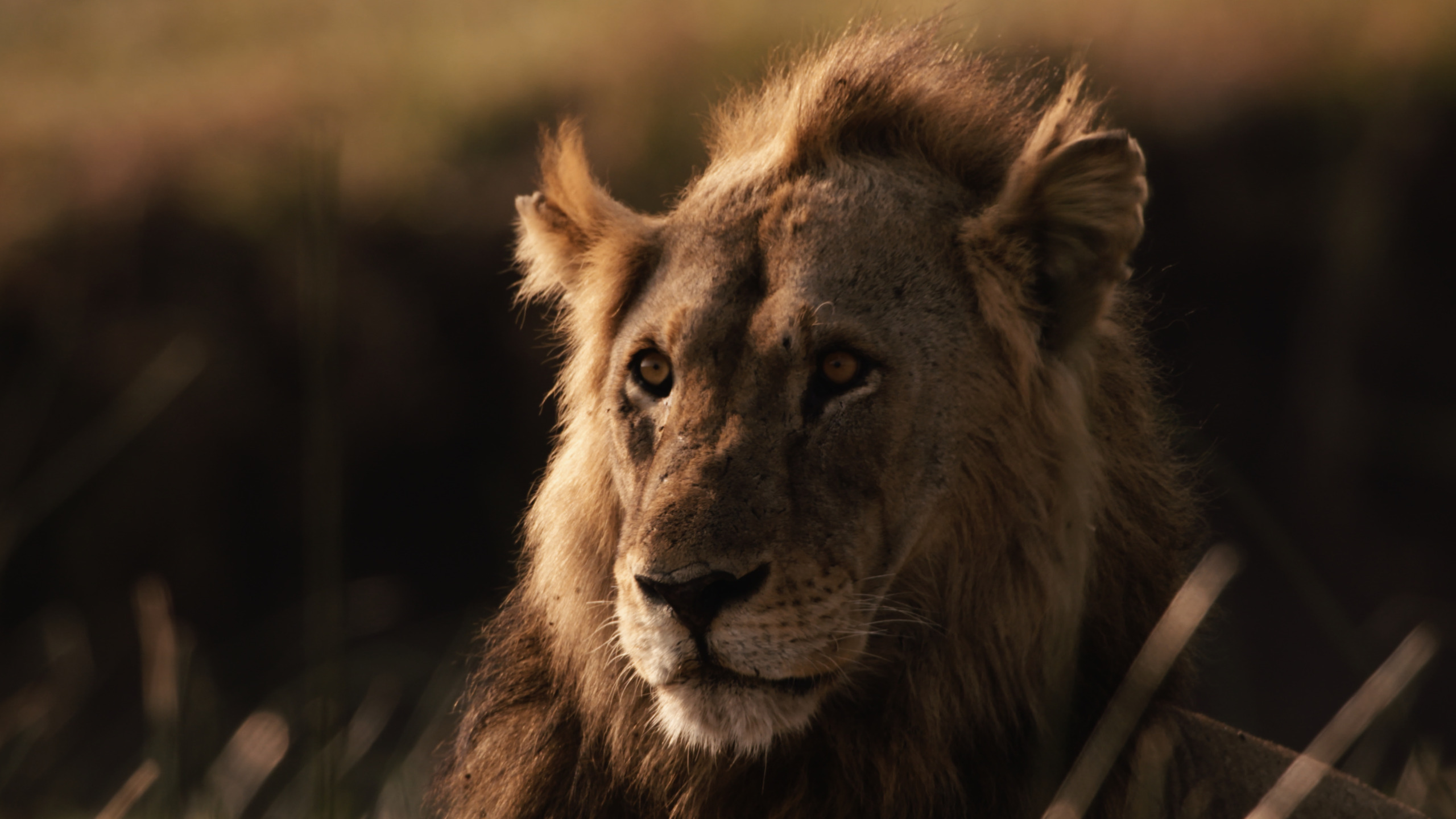 A close-up of a lion with a thick mane, gazing intently in the soft light of Katavi. The blurred background creates a serene and natural atmosphere.