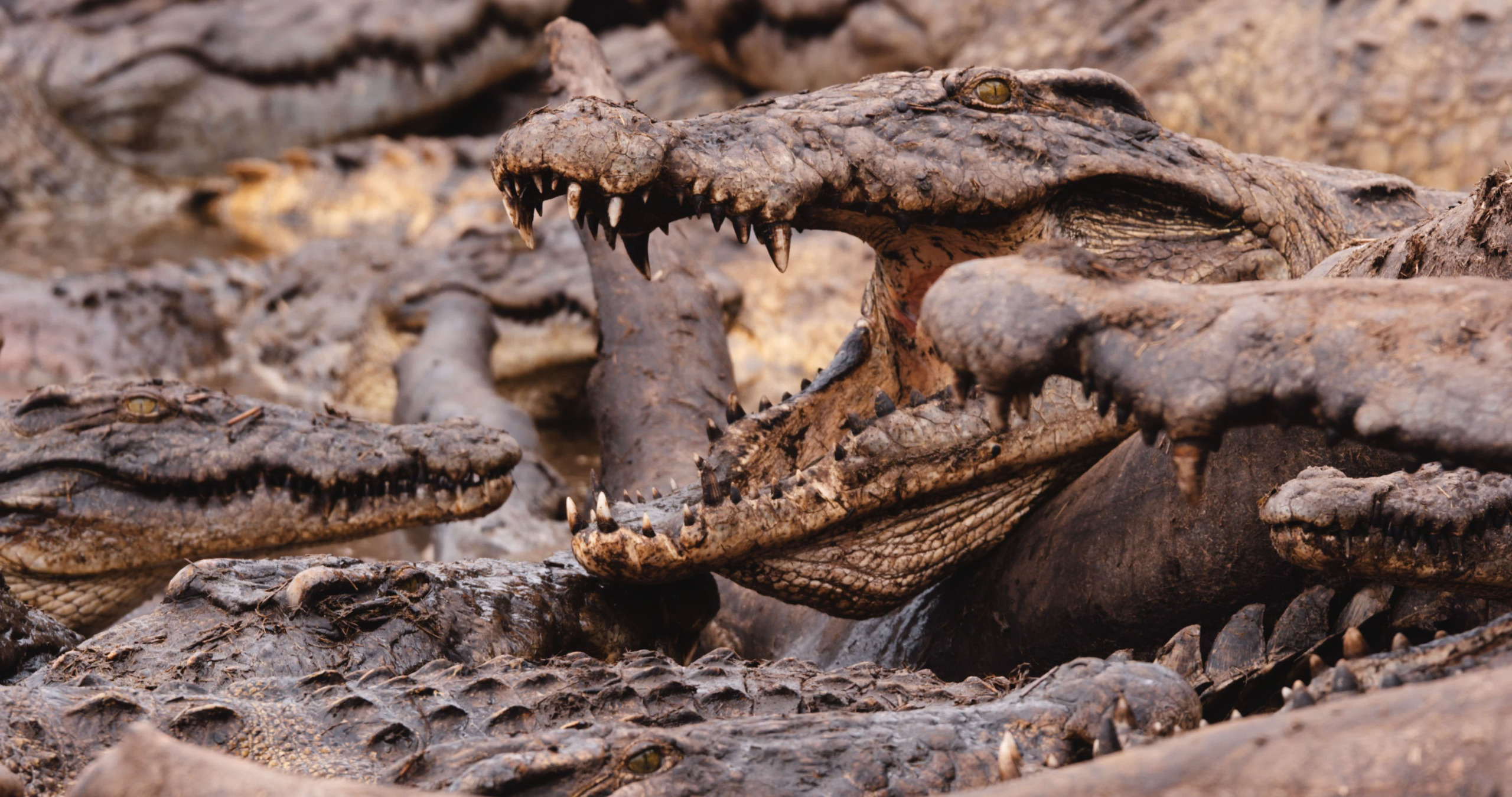 A close-up in Katavi reveals several crocodiles with open mouths, displaying their sharp teeth. The image captures the scales and rough texture of their skin, highlighting the intensity and power of these reptiles clustered together.