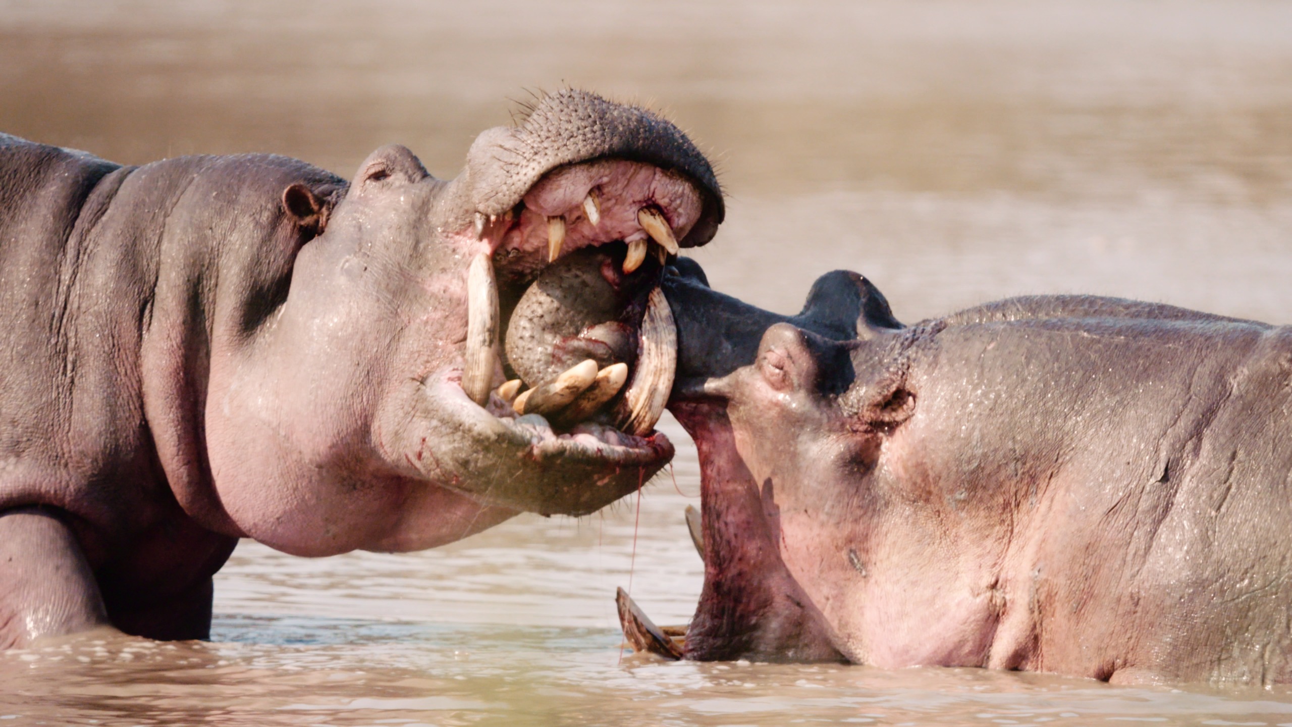 In the Katavi wilderness, two hippos with their mouths open wide face each other in a river, appearing to engage in a territorial display. Their large teeth and powerful jaws are visible, while water ripples around them.