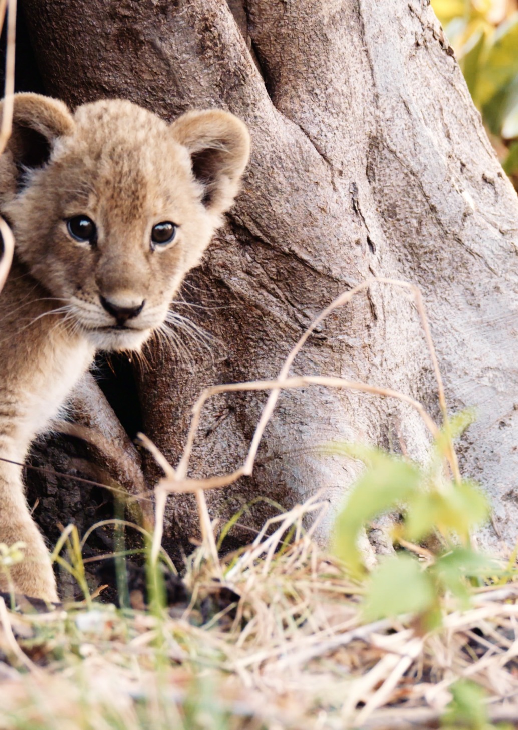 In the sunlit expanse of Katavi, a lion cub peeks out from behind a tree trunk, surrounded by grass and leaves. With green foliage as its backdrop, the cub gazes curiously towards the camera with large, expressive eyes.