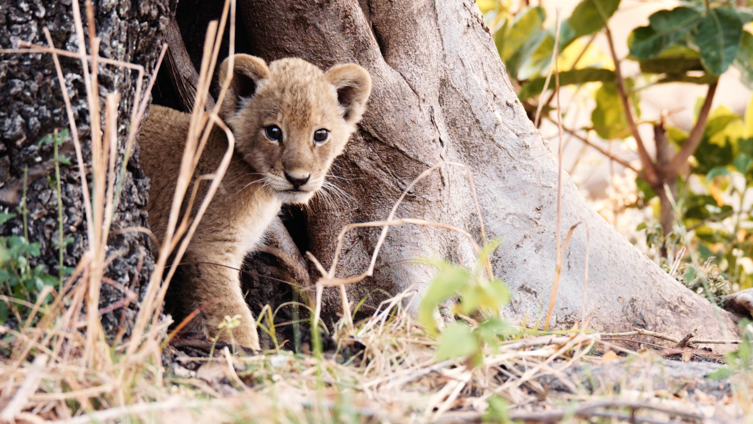 In the sunlit expanse of Katavi, a lion cub peeks out from behind a tree trunk, surrounded by grass and leaves. With green foliage as its backdrop, the cub gazes curiously towards the camera with large, expressive eyes.