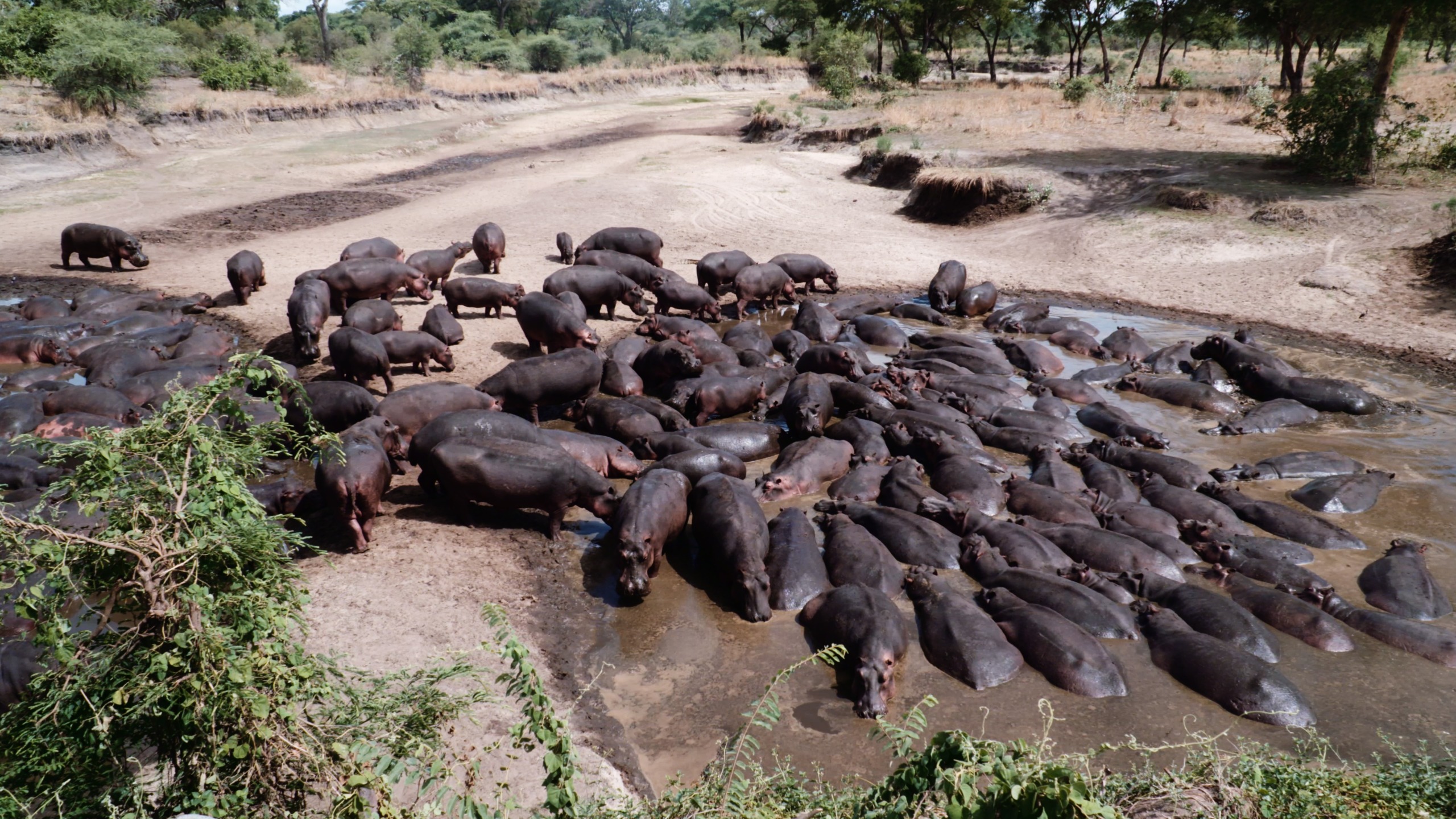 In the heart of Katavi, a large group of hippos gathers closely in a muddy waterhole on a dry riverbed, surrounded by sparse vegetation and trees under a clear sky.