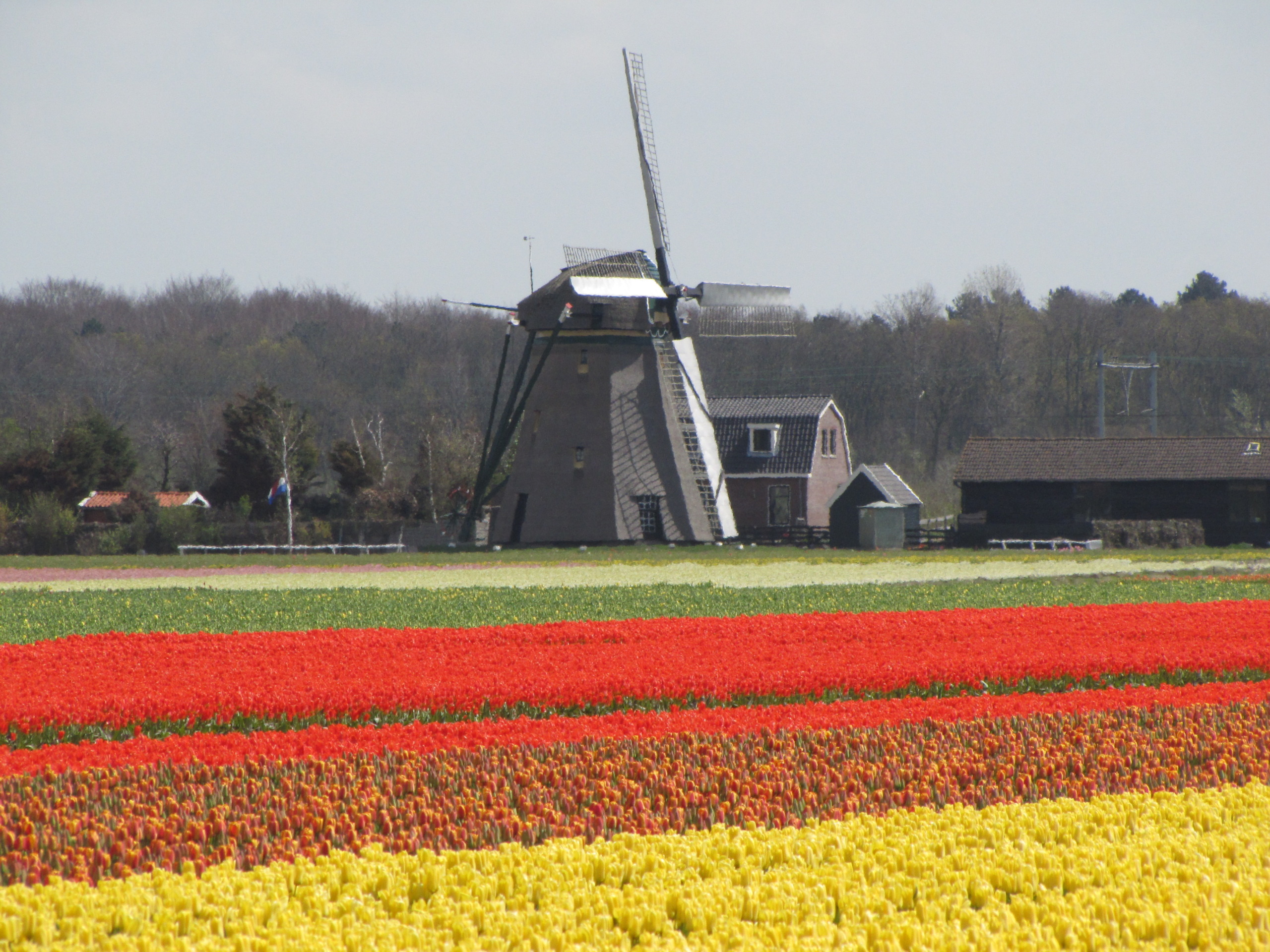 A rustic windmill stands amid tulip fields in vibrant shades of red, orange, and yellow, reminiscent of the Tulip Mania era. The backdrop is a line of trees under a cloudy sky, creating a serene countryside scene.