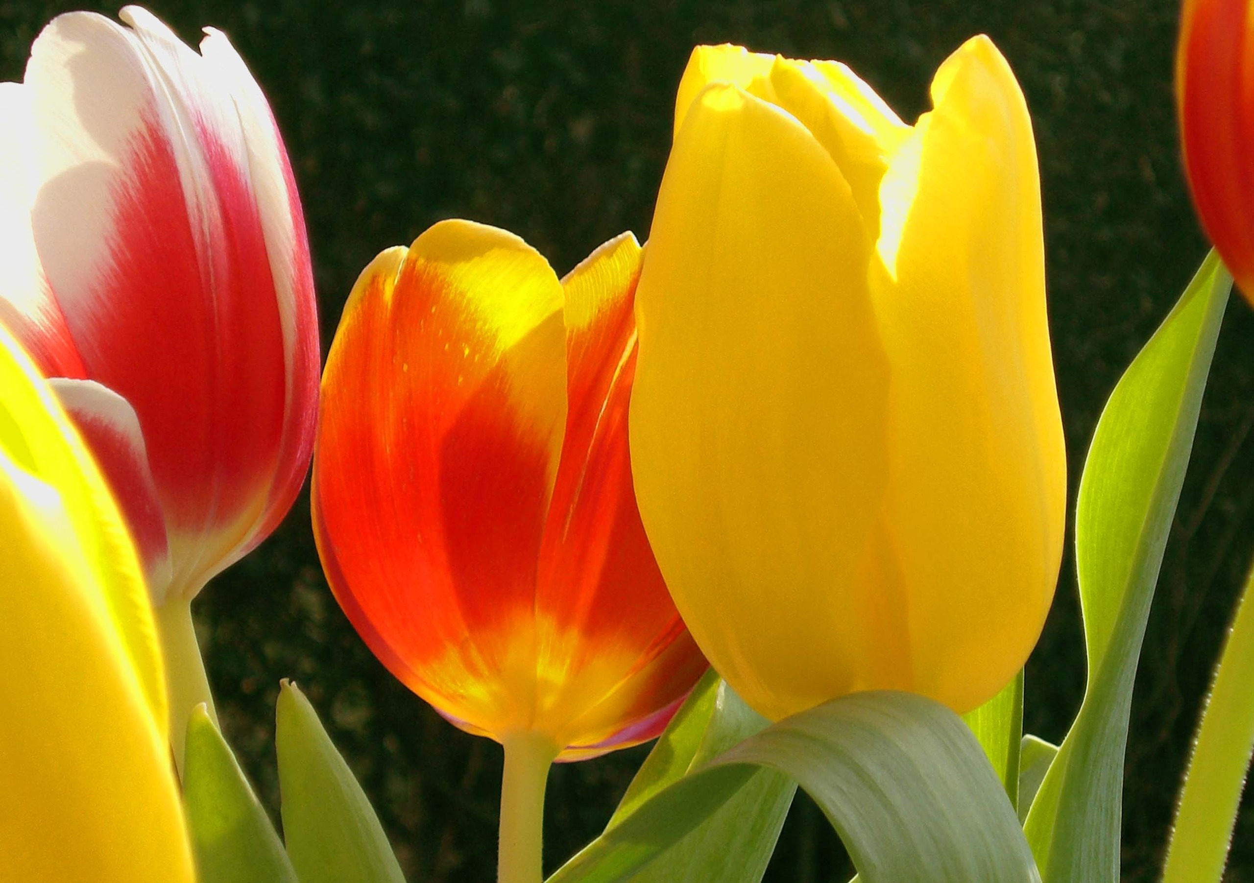 Close-up of vibrant tulips: a red and white tulip, a red and yellow tulip, and a solid yellow tulip basking in sunlight against a dark green background—a nod to the timeless allure that once sparked Tulip Mania during history's famed economic bubble.