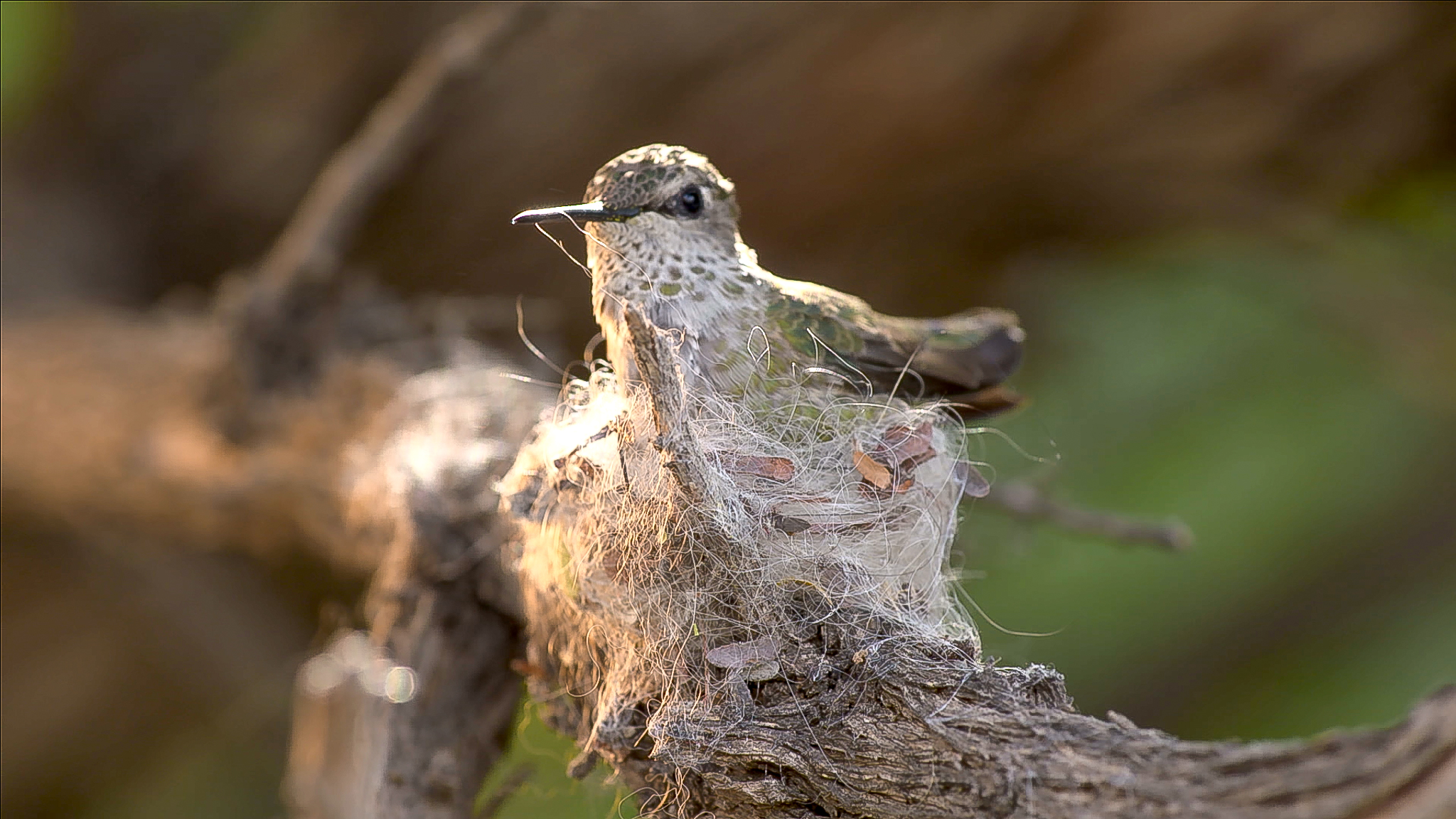 A hummingbird, embodying Nature’s Extremes in its tall & tiny elegance, sits attentively on a nest of interwoven fibers and natural materials. Perched on a tree branch with the background softly blurred, it highlights the bird and its intricately crafted home.