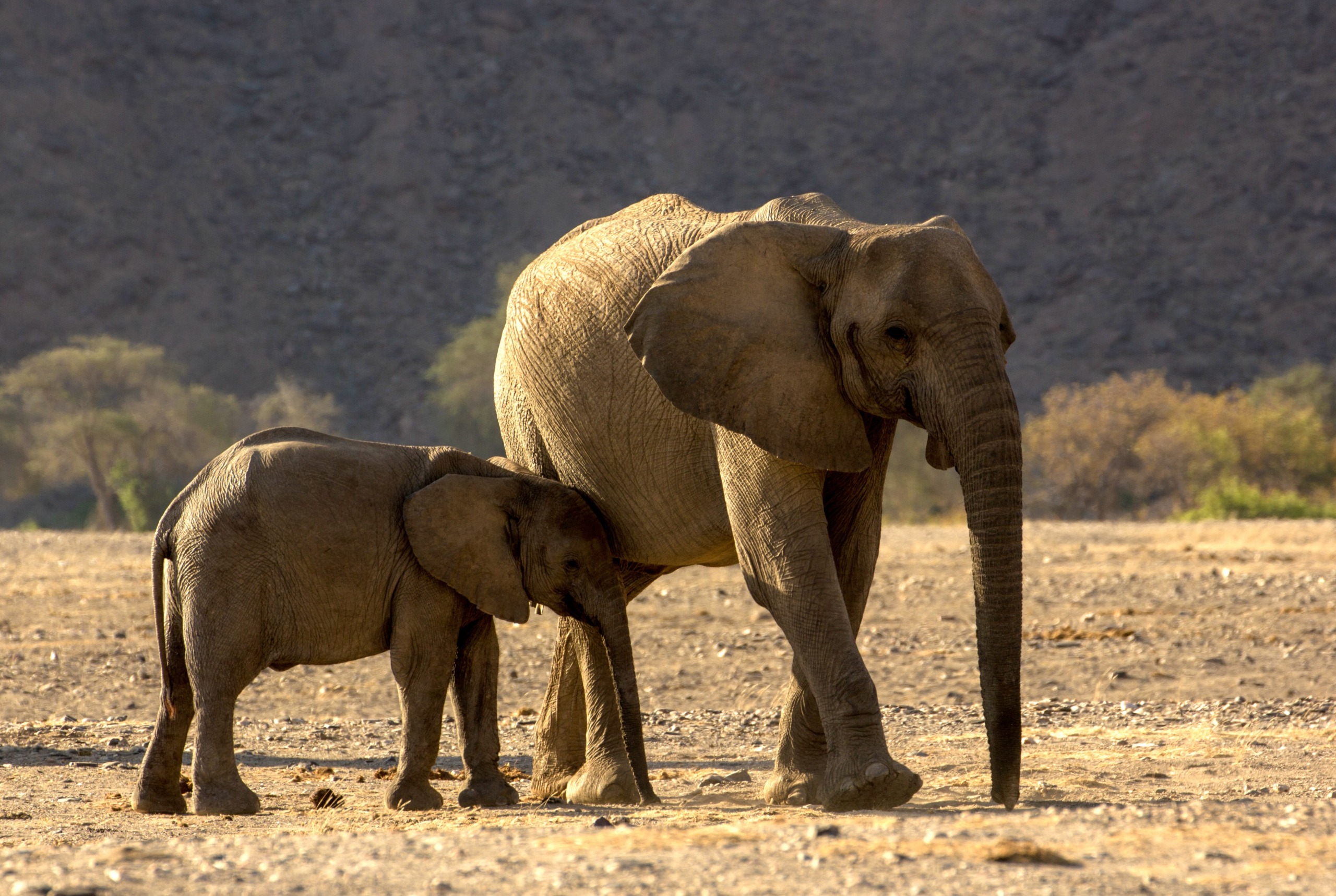 A baby elephant, tiny yet mighty, stands closely next to a tall adult in a dry, open landscape. The adult is on the right, facing forward, as the calf leans its head against its side. Nature's extremes are highlighted by sparse vegetation and distant hills in the background.