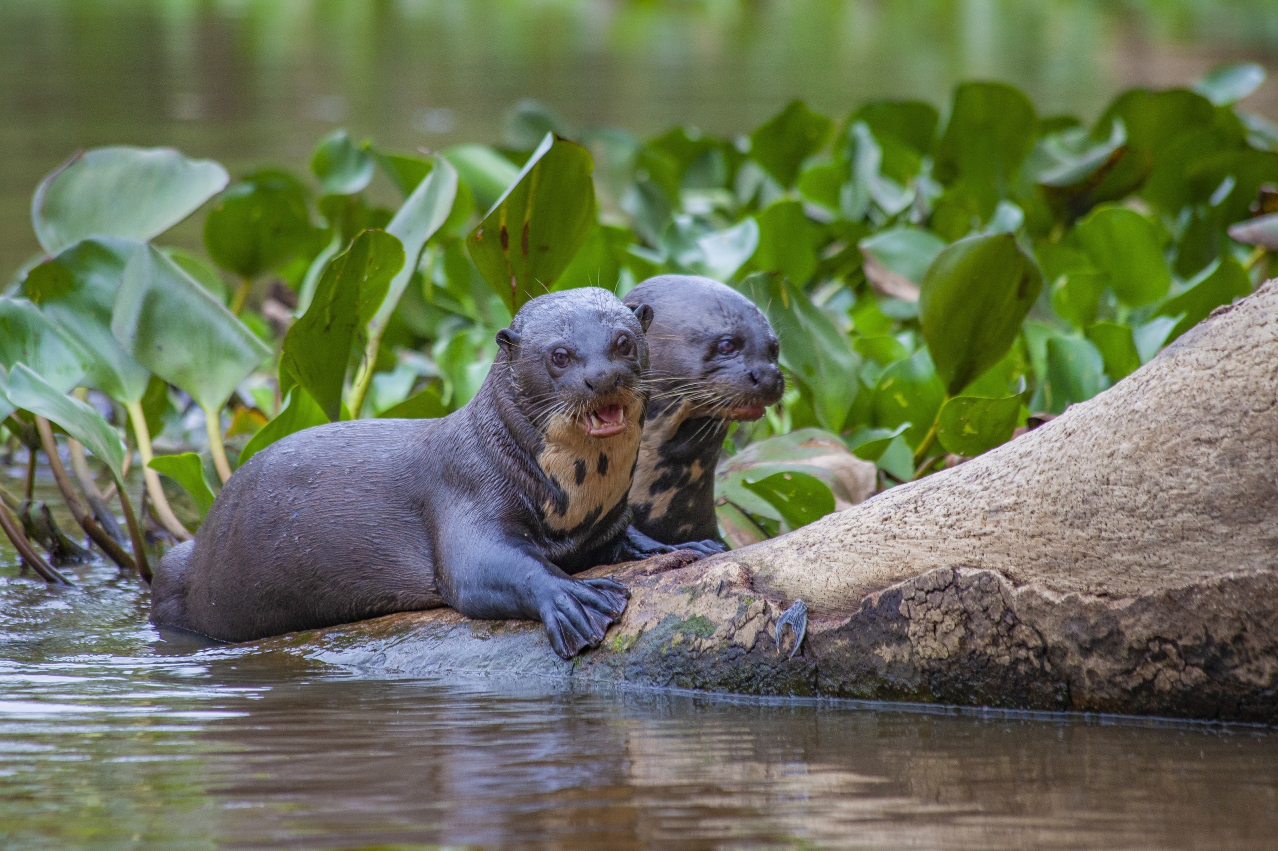 Two otters rest on a log in a river, surrounded by the extremes of nature, with vibrant green aquatic plants towering over them. One tiny otter looks ahead with its mouth slightly open, while the other gazes to the side, both appearing delightfully relaxed.