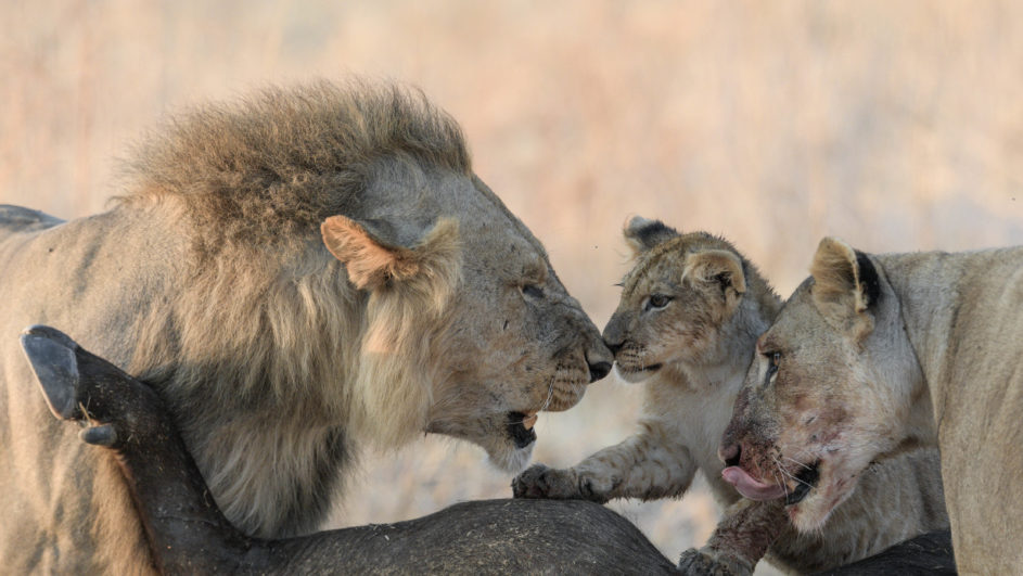 In the wild, a 2018 ROMY-winning scene unfolds with a lion family feasting. The adult male and female flank the cub, who wears a curious expression. Meanwhile, the female licks her lips amid the dry, grassy landscape.