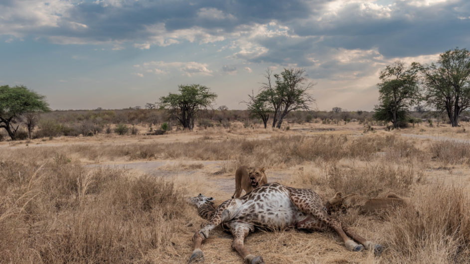 A lioness and her cubs feed on a giraffe carcass in a dry, grassy savannah under a cloudy sky. Sparse trees, reminiscent of scenes from vintage Grierson documentaries, are visible in the background.