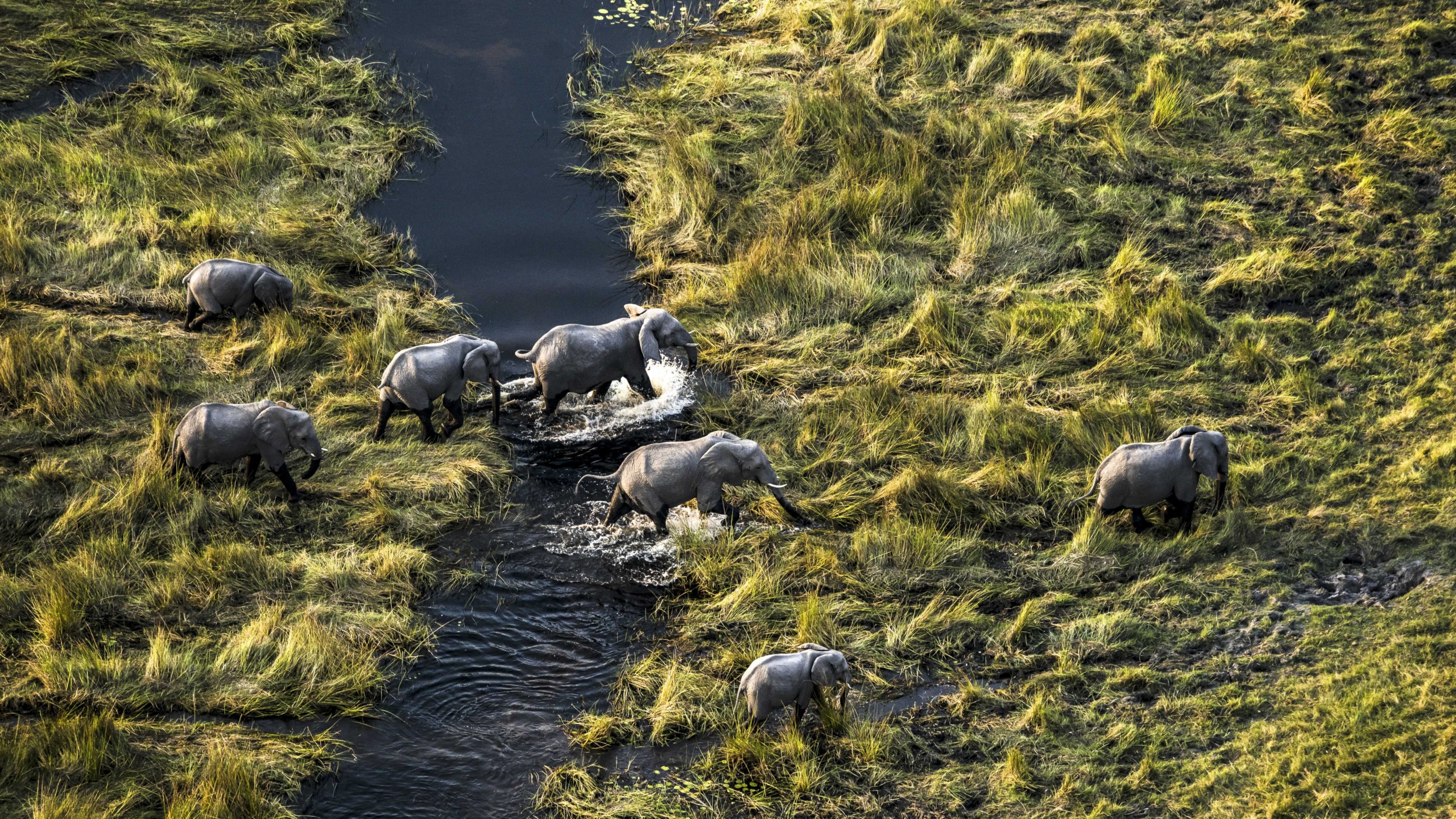 A high-angle view captures a group of elephants walking through tall grass and shallow water in a swampy landscape. The elephants create ripples as they move, surrounded by patches of lush green and yellow vegetation.