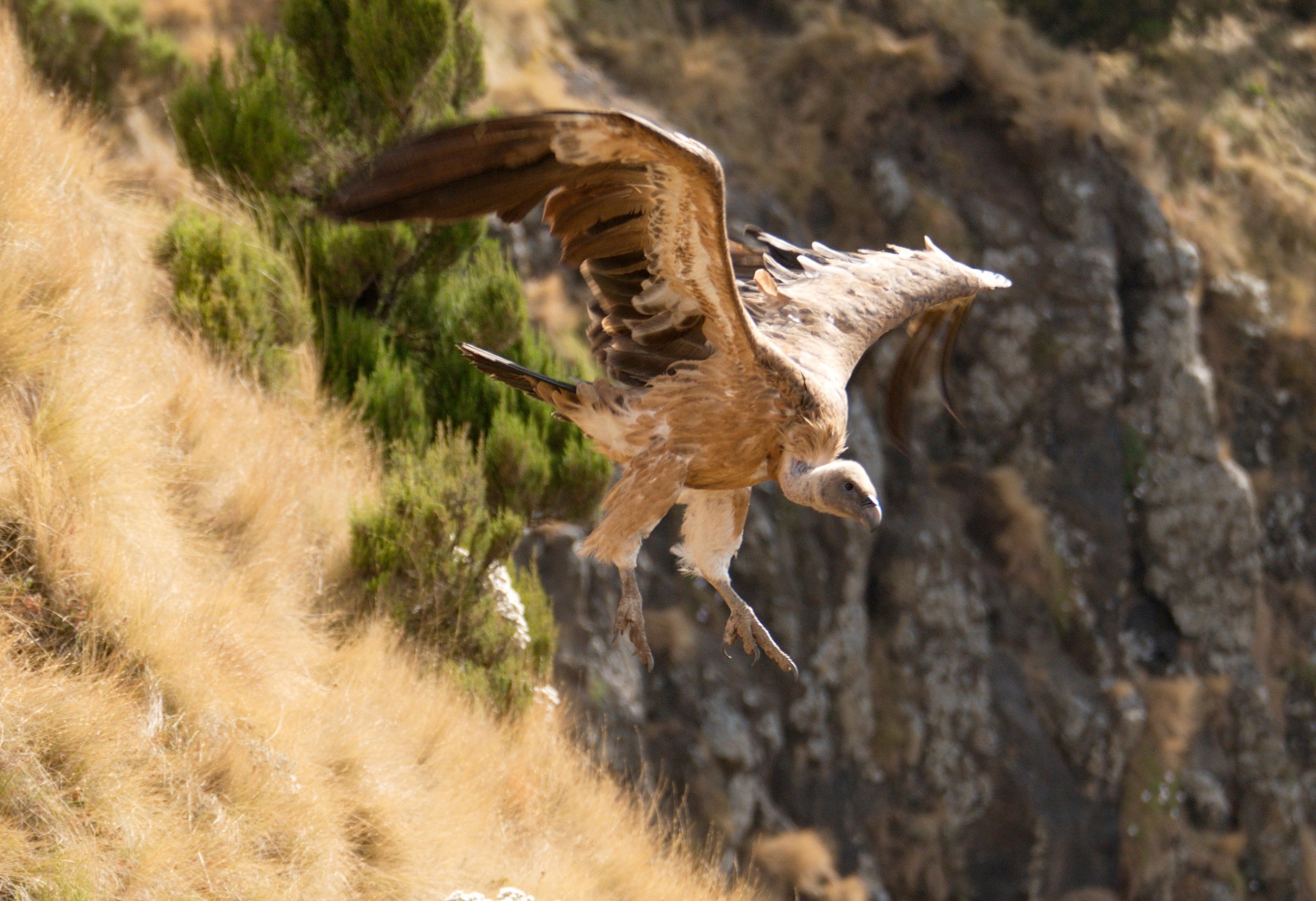 A large bird of prey with outstretched wings soars high over a rocky landscape. The bird's feathers are various shades of brown as it flies close to the grassy terrain and cliffside, offering a breathtaking view.