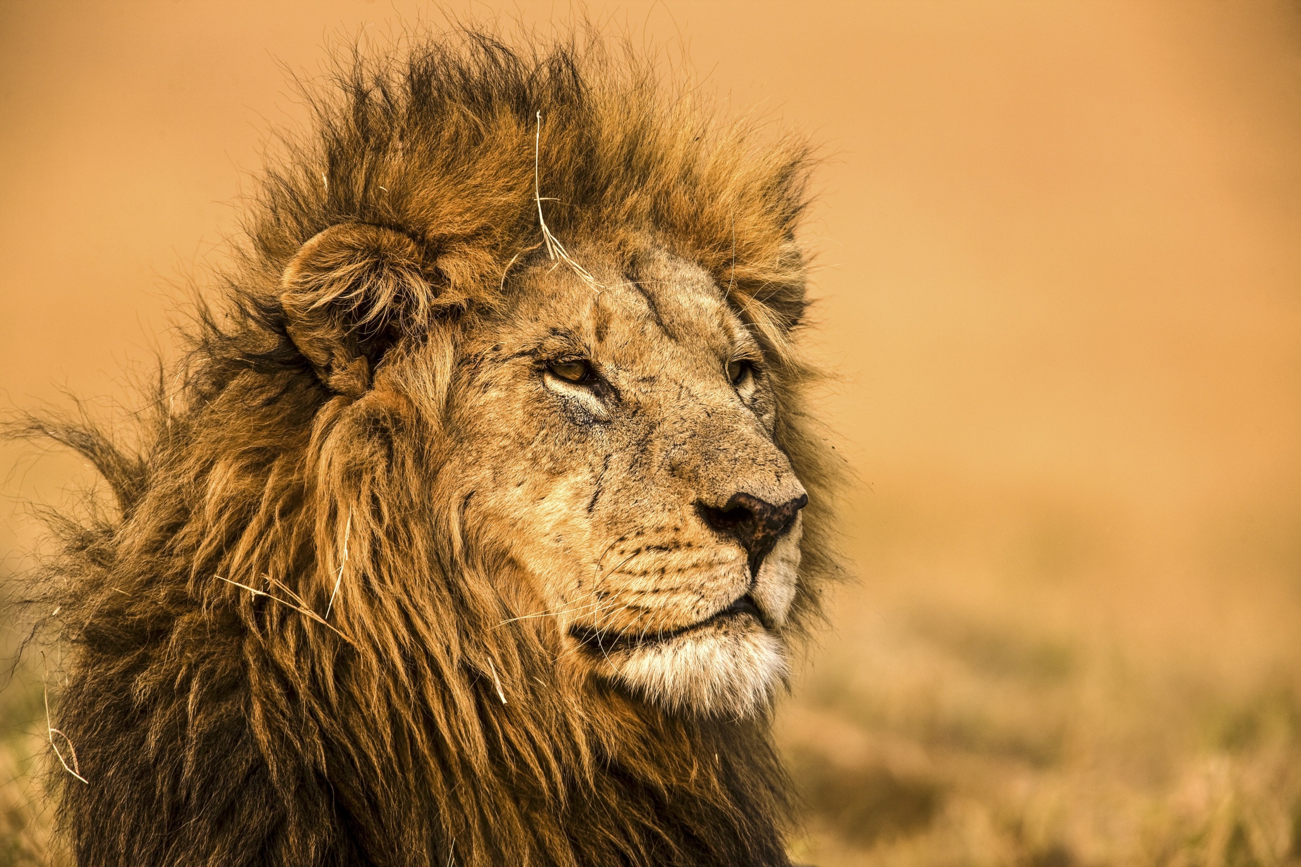 A close-up of a majestic lion with a thick mane, embodying pride as it looks into the distance. The background is a soft blurred golden hue, evoking a savannah landscape.