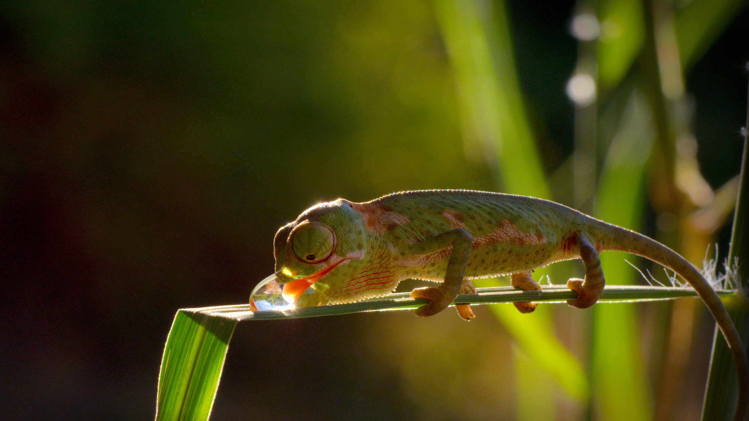 A chameleon with green and orange markings balances on a slender leaf, drinking from a droplet of water. In the softly blurred background reminiscent of Tsavo's sunlit savanna, the reptile's intricate details are highlighted in warm, natural light.