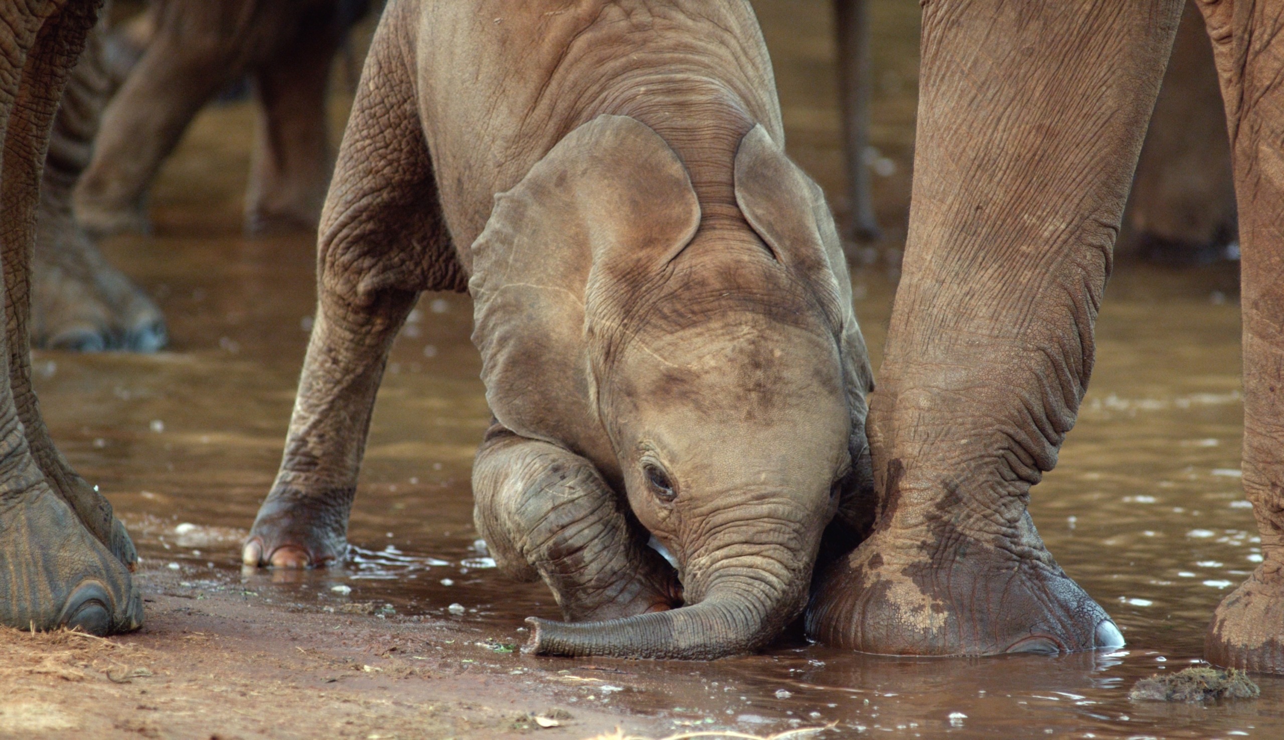 A baby elephant kneels to drink from a small pool nestled between the legs of an adult in the heart of Tsavo, surrounded by a backdrop of other majestic elephants partially visible in the wild setting.