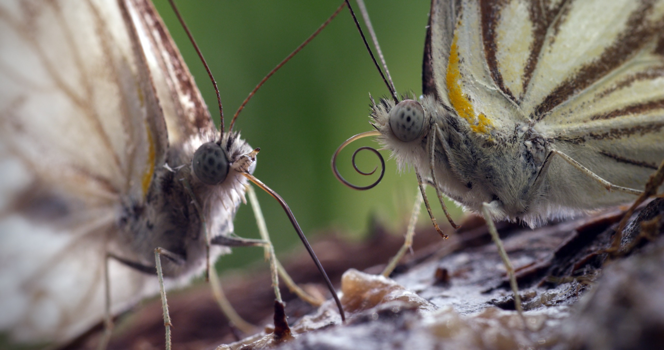 Two butterflies with detailed wings and antennae face each other on a blurred background reminiscent of Tsavo's vibrant landscapes. One butterfly's proboscis is coiled, and their textures and colors are clearly visible, creating an intimate, close-up view.