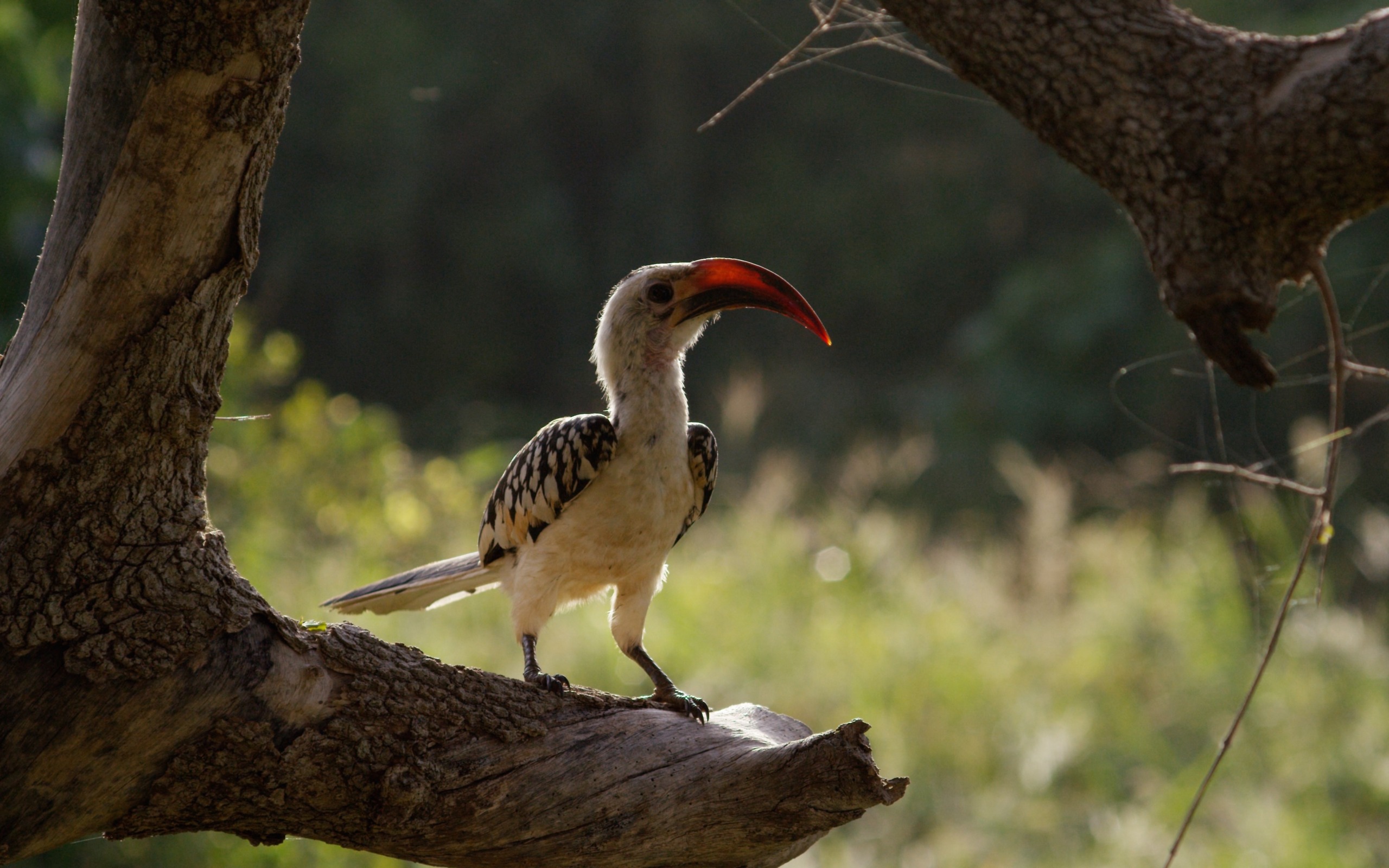 A bird with a long, curved red beak and striped feathers perches on a tree branch in the serene Tsavo landscape. The background is a softly blurred mix of greens and browns, hinting at a natural, wooded environment under gentle sunlight.