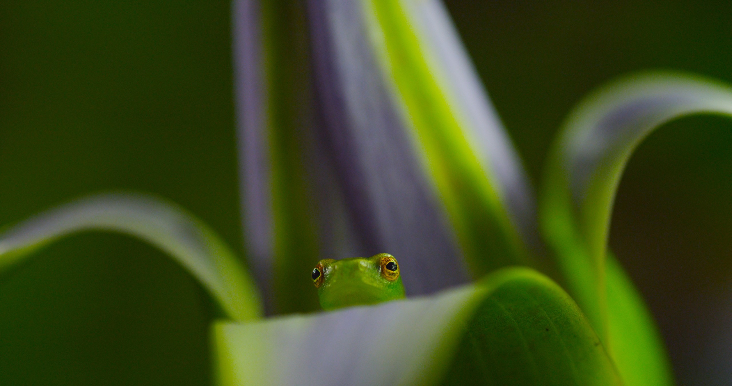 A small green frog peeks over a vertical green leaf, its eyes just visible, reminiscent of the vibrant greens found in Tsavo. The background is a gentle blur of green and purple hues.