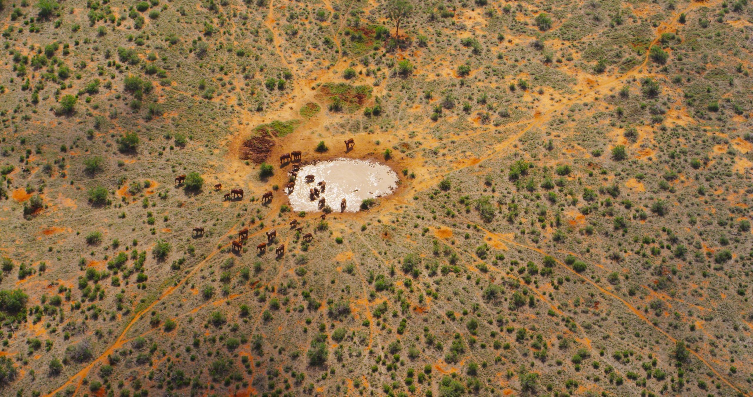 Aerial view of a herd of cattle surrounding a small watering hole in Tsavo's dry, grassy landscape. Trails radiate outward, and sparse vegetation is visible across the arid terrain.