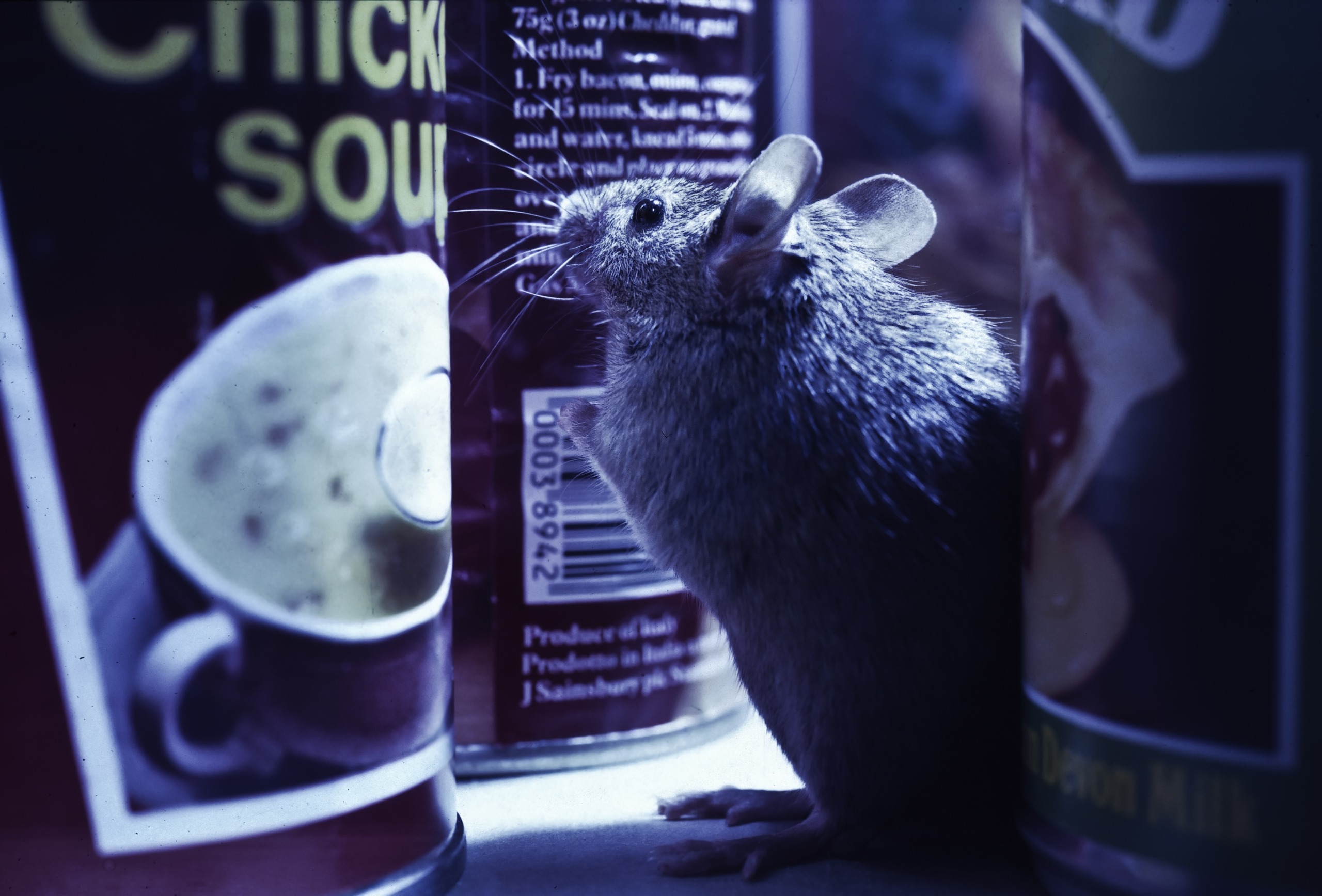 A small mouse, driven by unnatural selection, is sniffing a can on a dimly lit shelf. The label reveals part of chicken soup. Nearby, other canned goods await the curious critter's exploration, accentuating an enigmatic atmosphere.