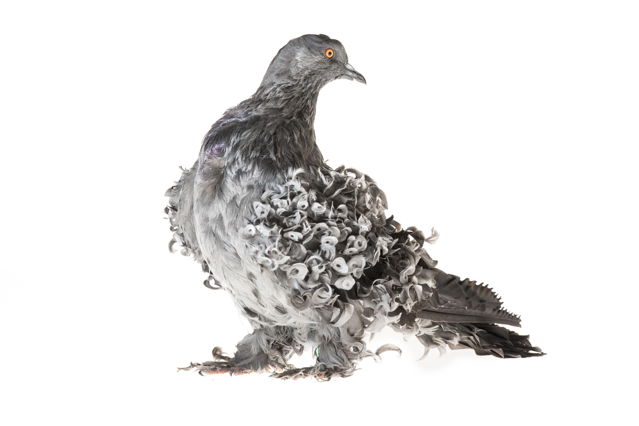 A remarkable pigeon, seemingly a product of unnatural selection, displays unique curly feathers while facing left against a plain white background. Its bright orange eye and ruffled plumage bestow upon it a distinctive appearance.