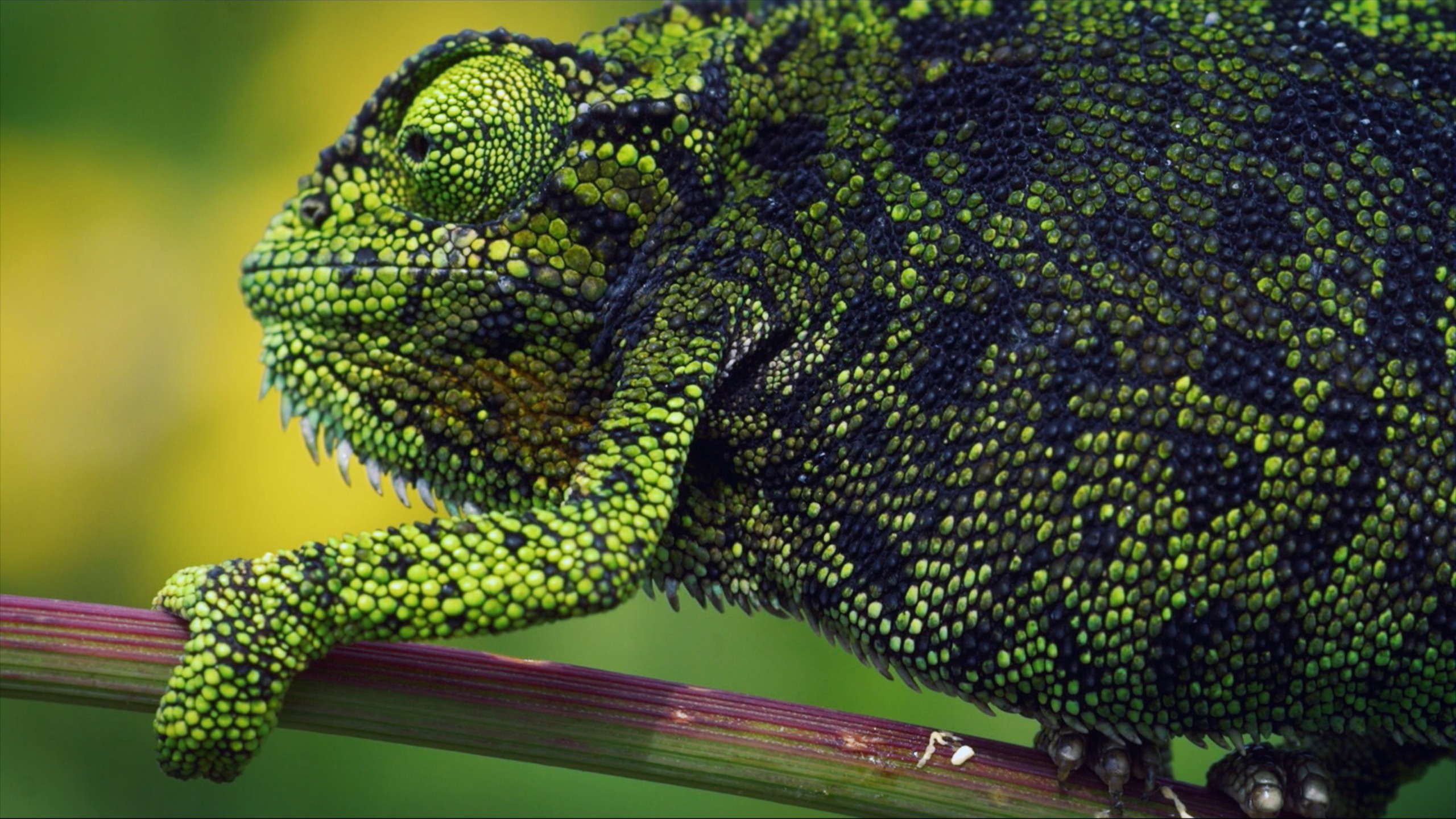 Close-up of a green chameleon with a textured coat and intricate black patterns. The chameleon is perched on a branch, under cover of soft-focus yellow and green surroundings.